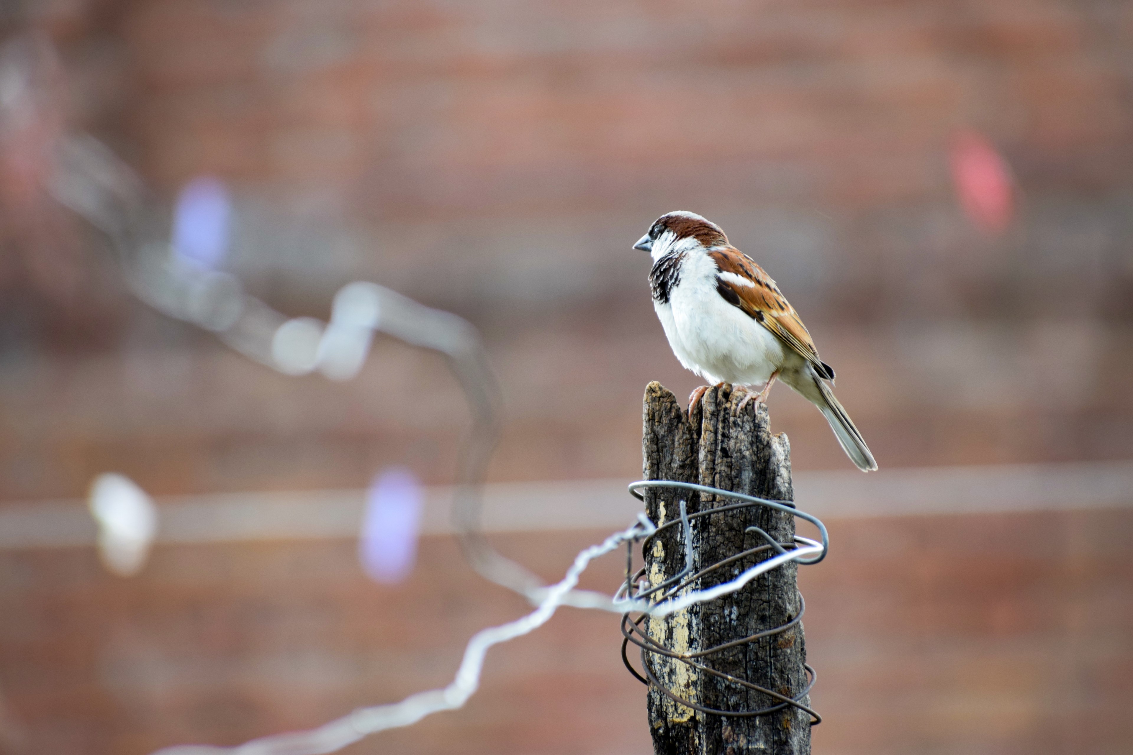 a small brown bird perched on a wooden post wrapped in wire, sparrow 4k, HD Wallpaper