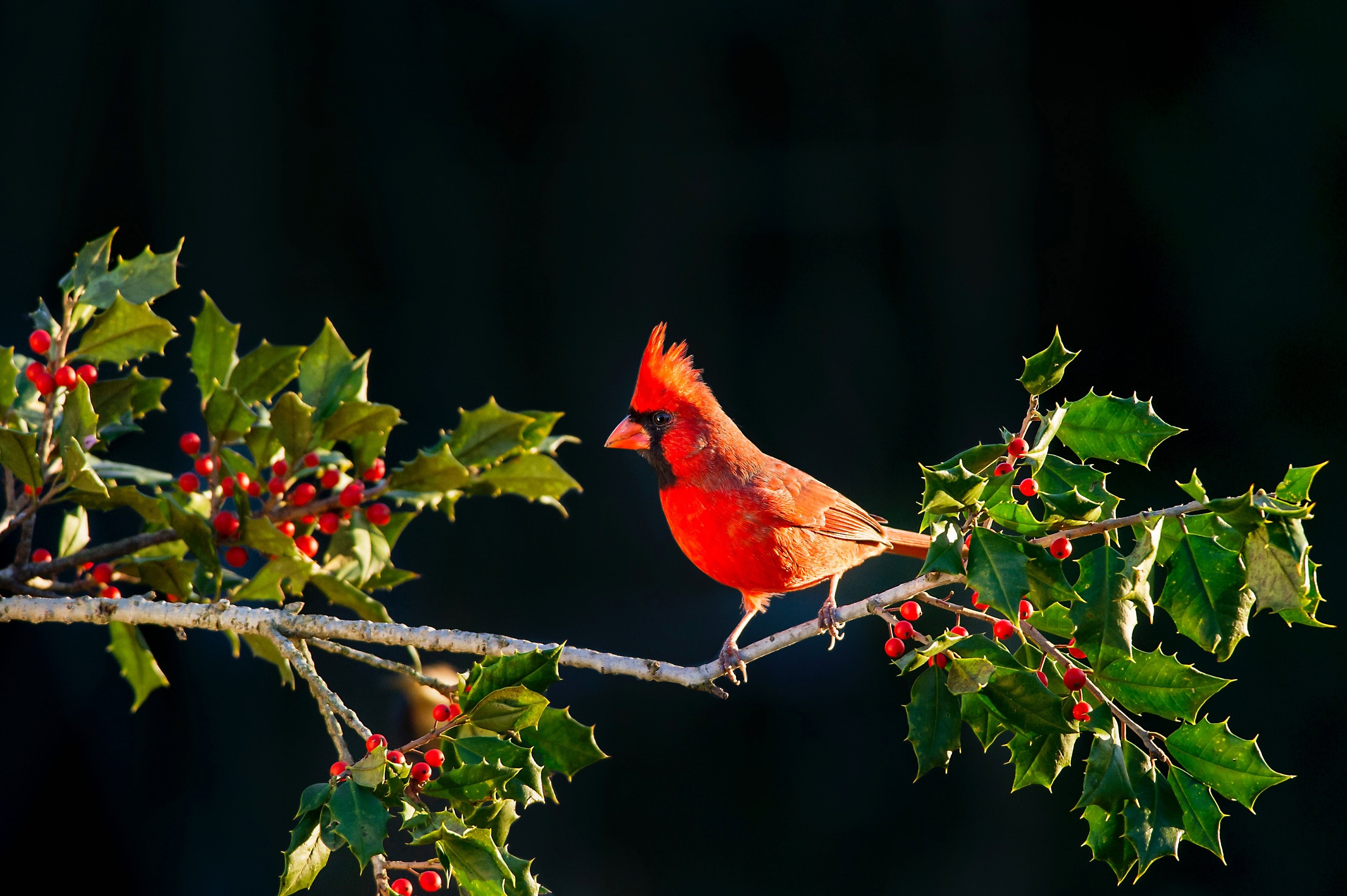 holly and cardinal 4k, HD Wallpaper