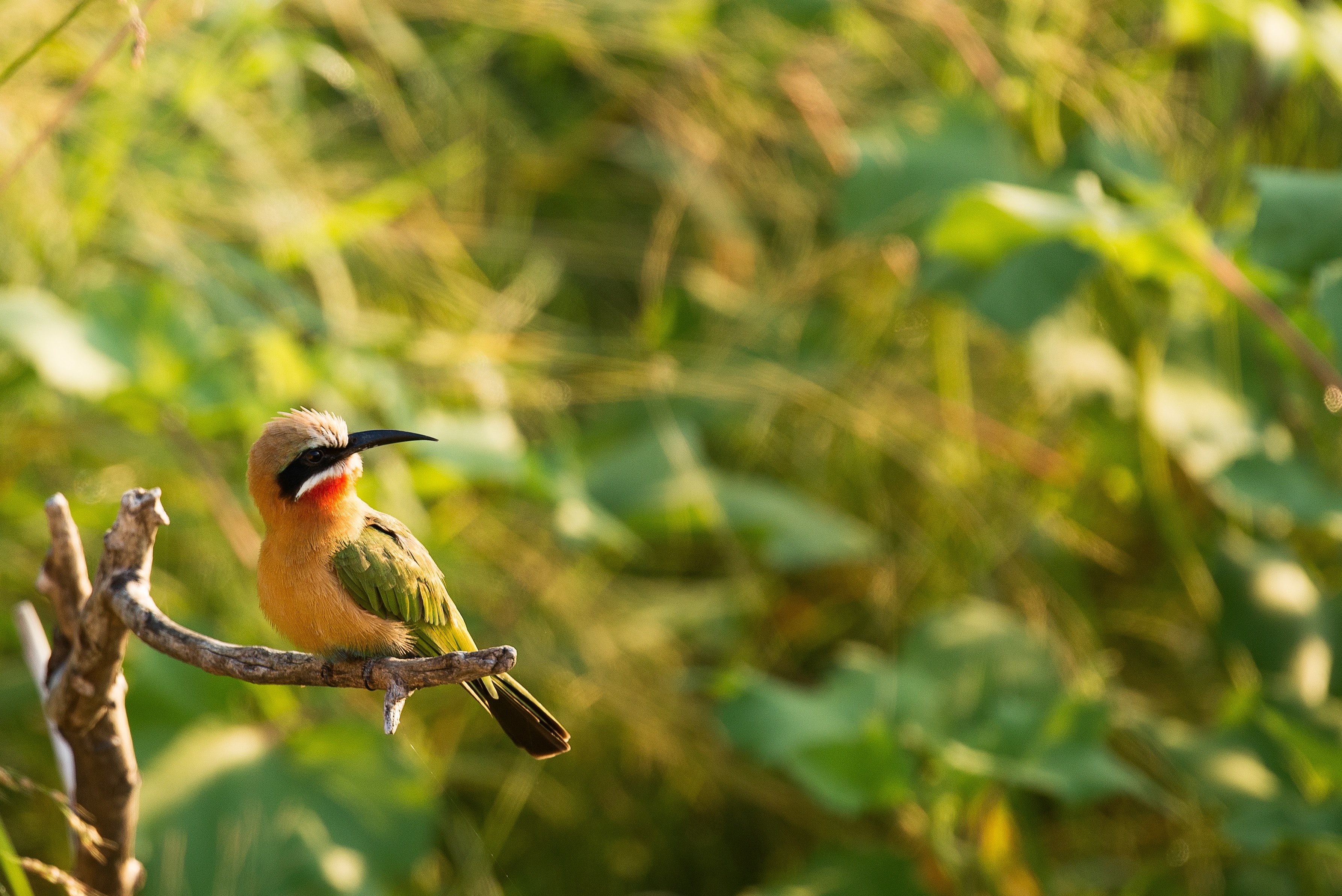 bird beak feathers and tree 4k, HD Wallpaper