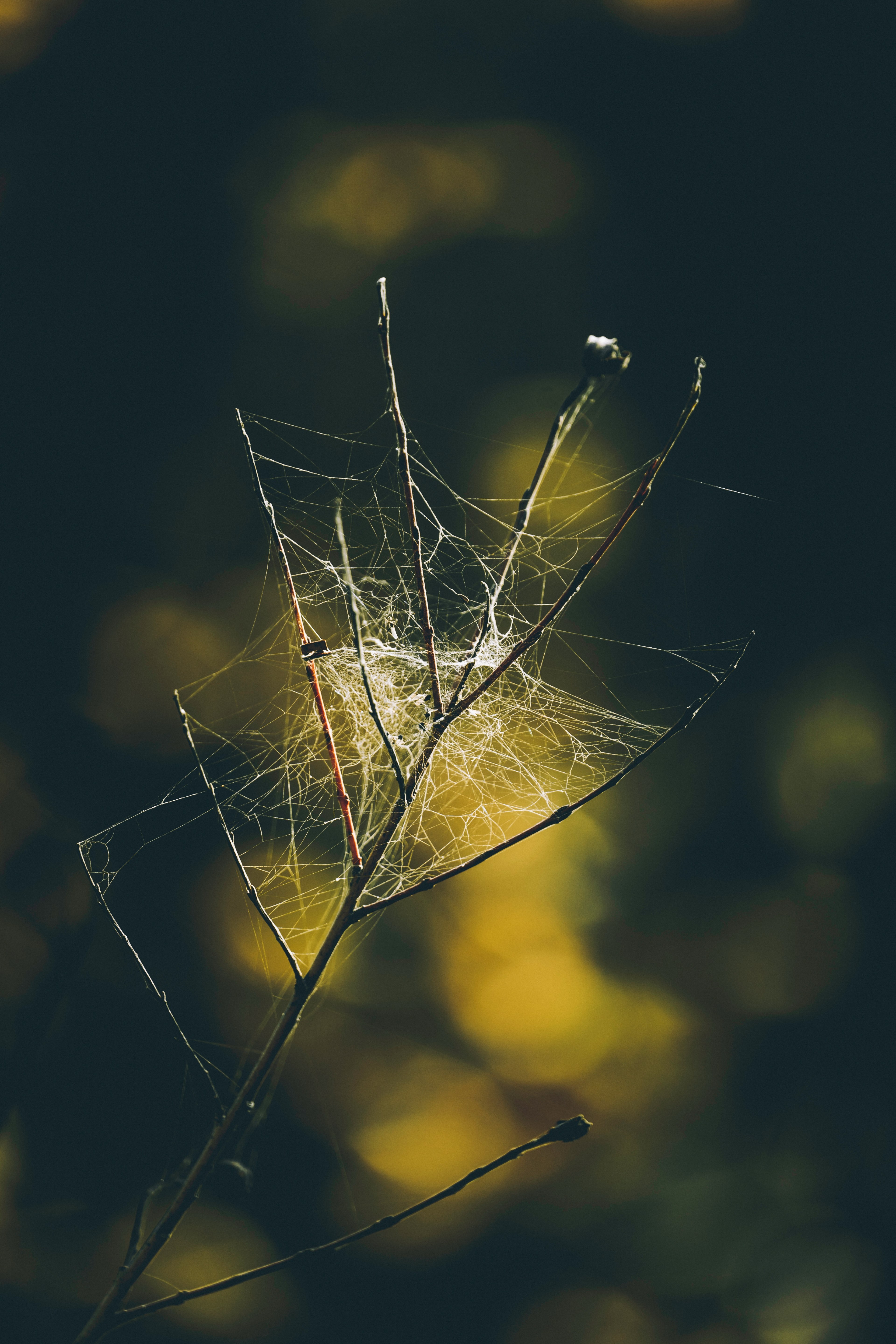 a branch engulfed in spider web 4k, Phone HD Wallpaper