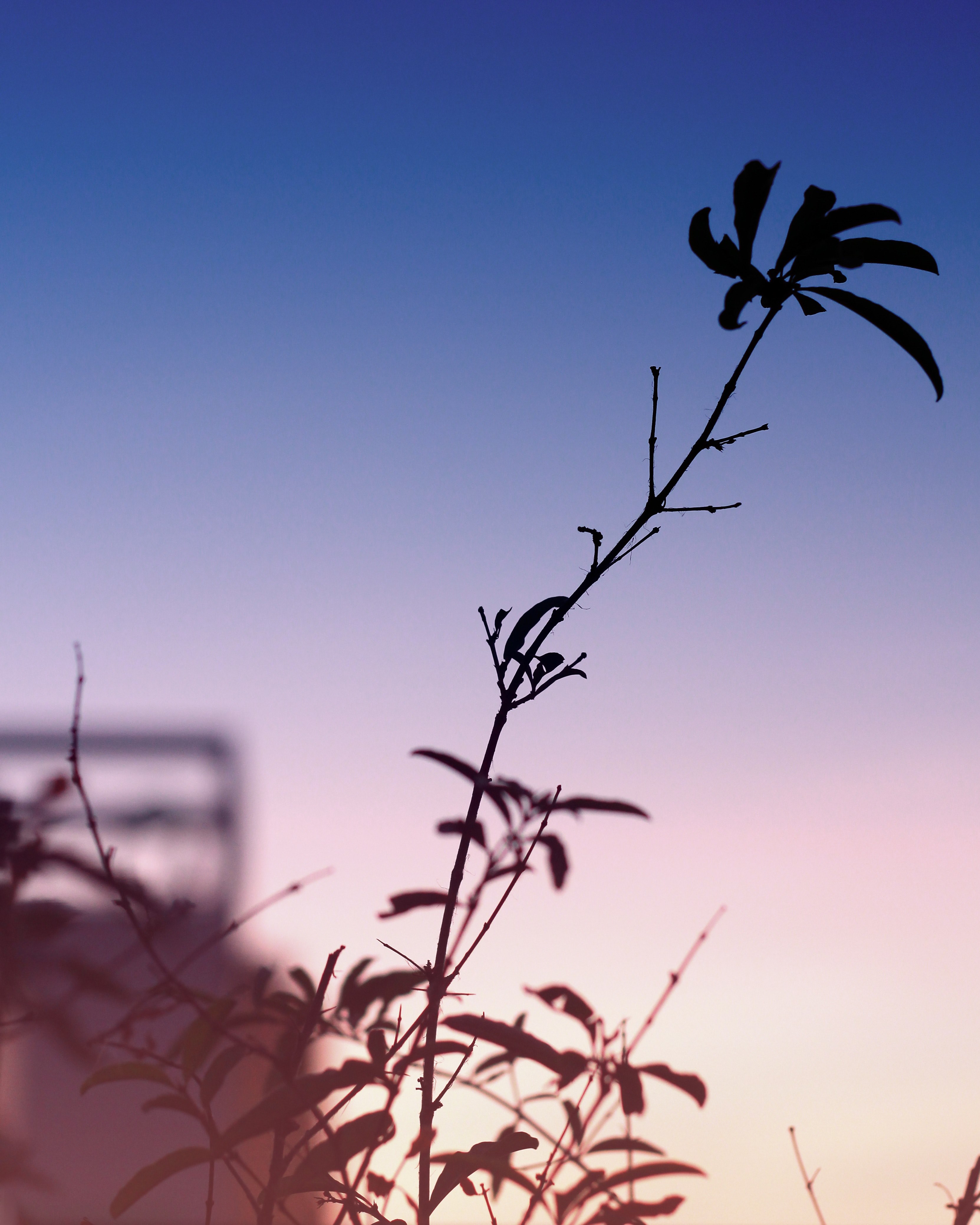 silhouettes of tree branches against a purple sky in ho chi minh city, tree branch silhouette on purple 4k, Phone HD Wallpaper