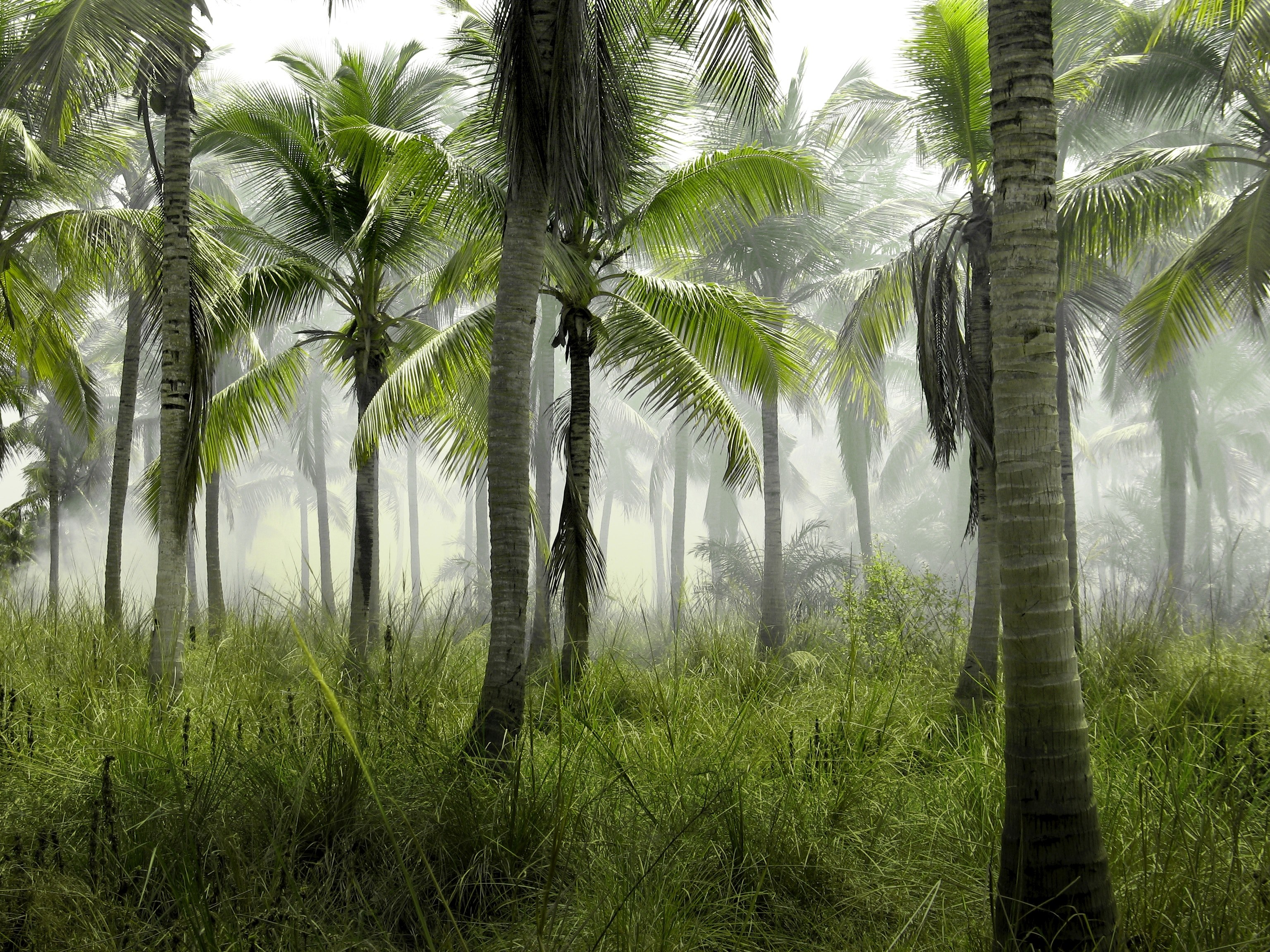 a large group of palm trees on grass on a sultry morning, palm tree forest 4k, HD Wallpaper