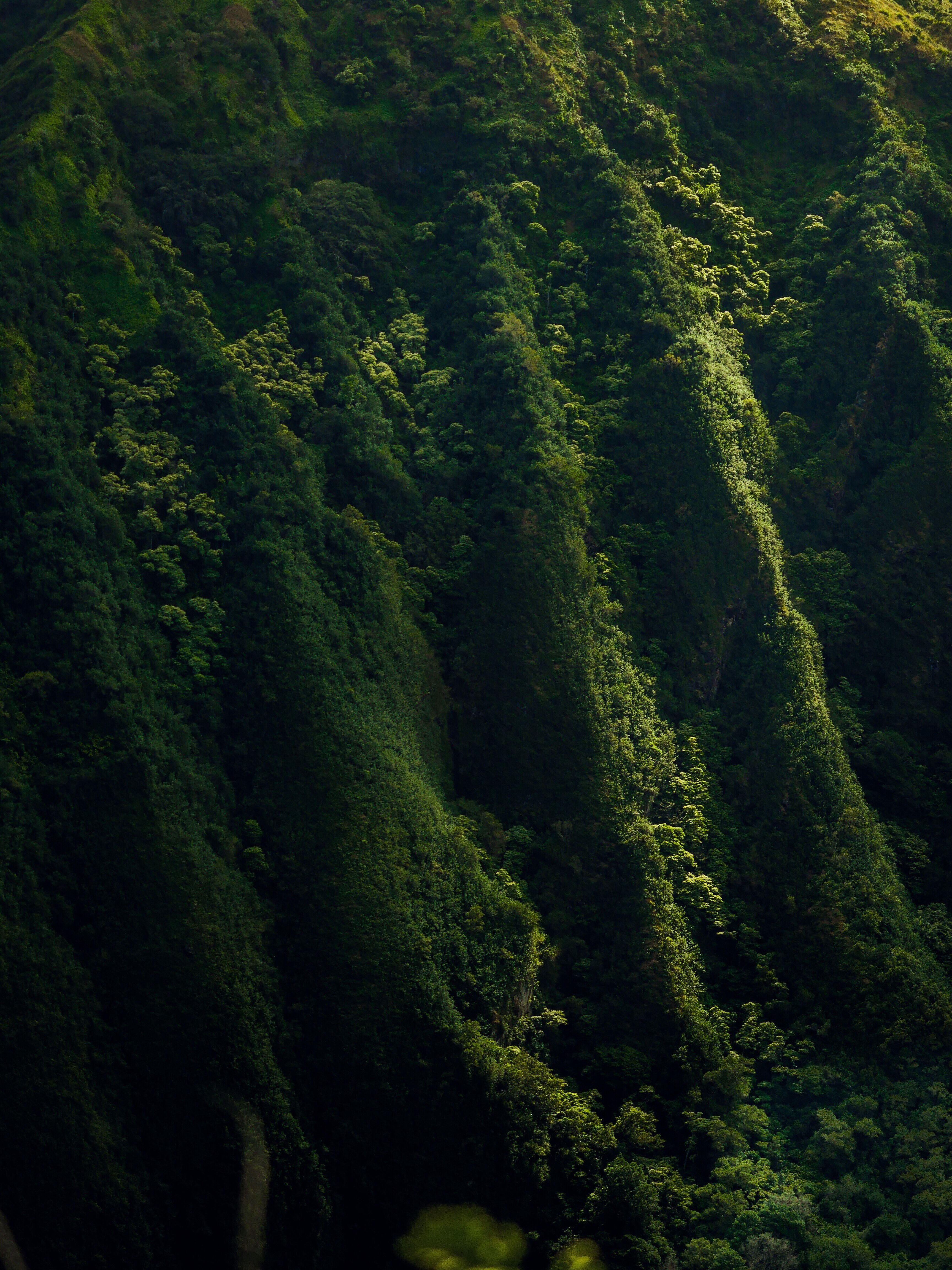 tree forest woodland and green hd, 4k, Phone HD Wallpaper