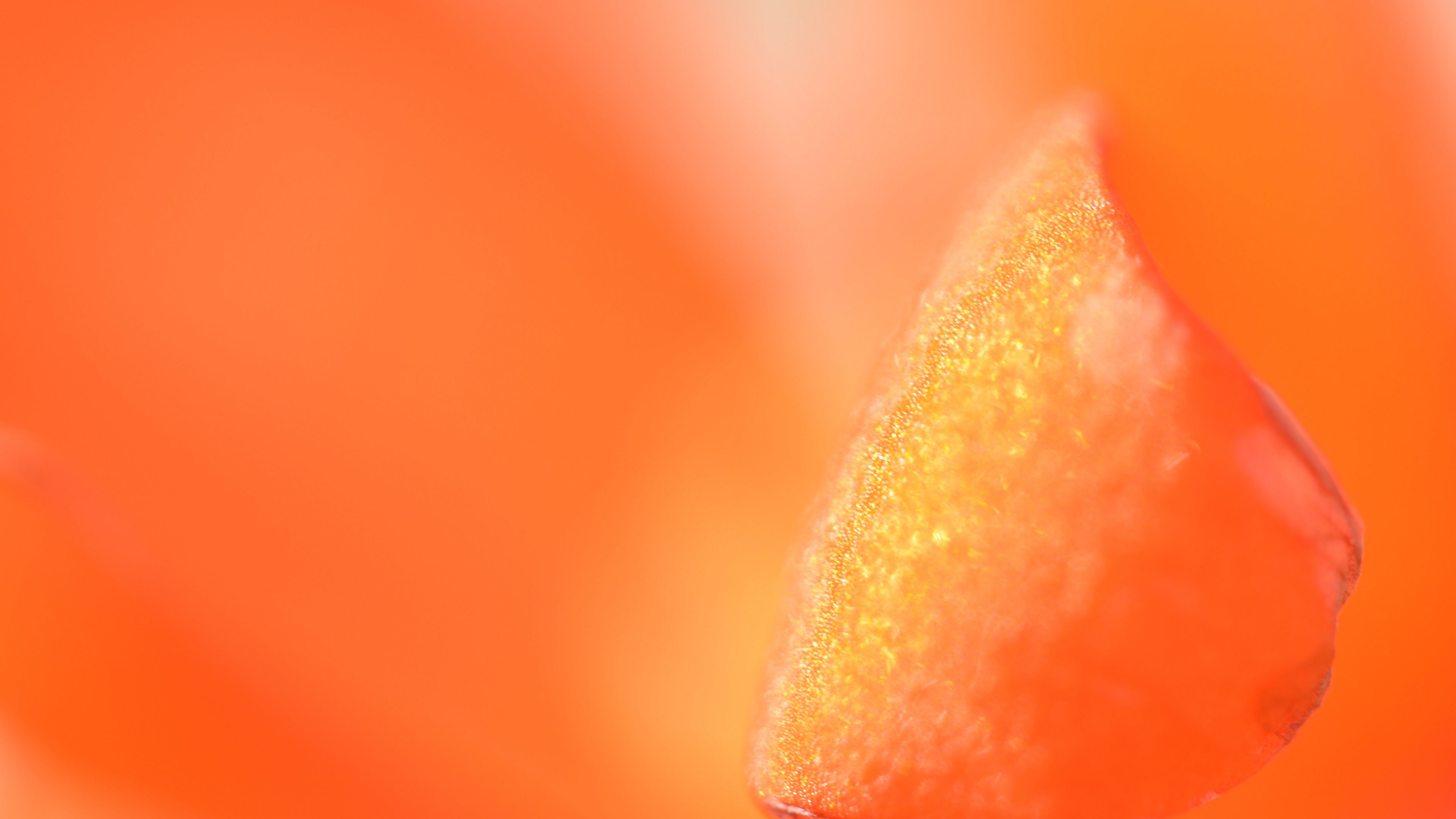 petal, macro, orange, 4k, HD Wallpaper