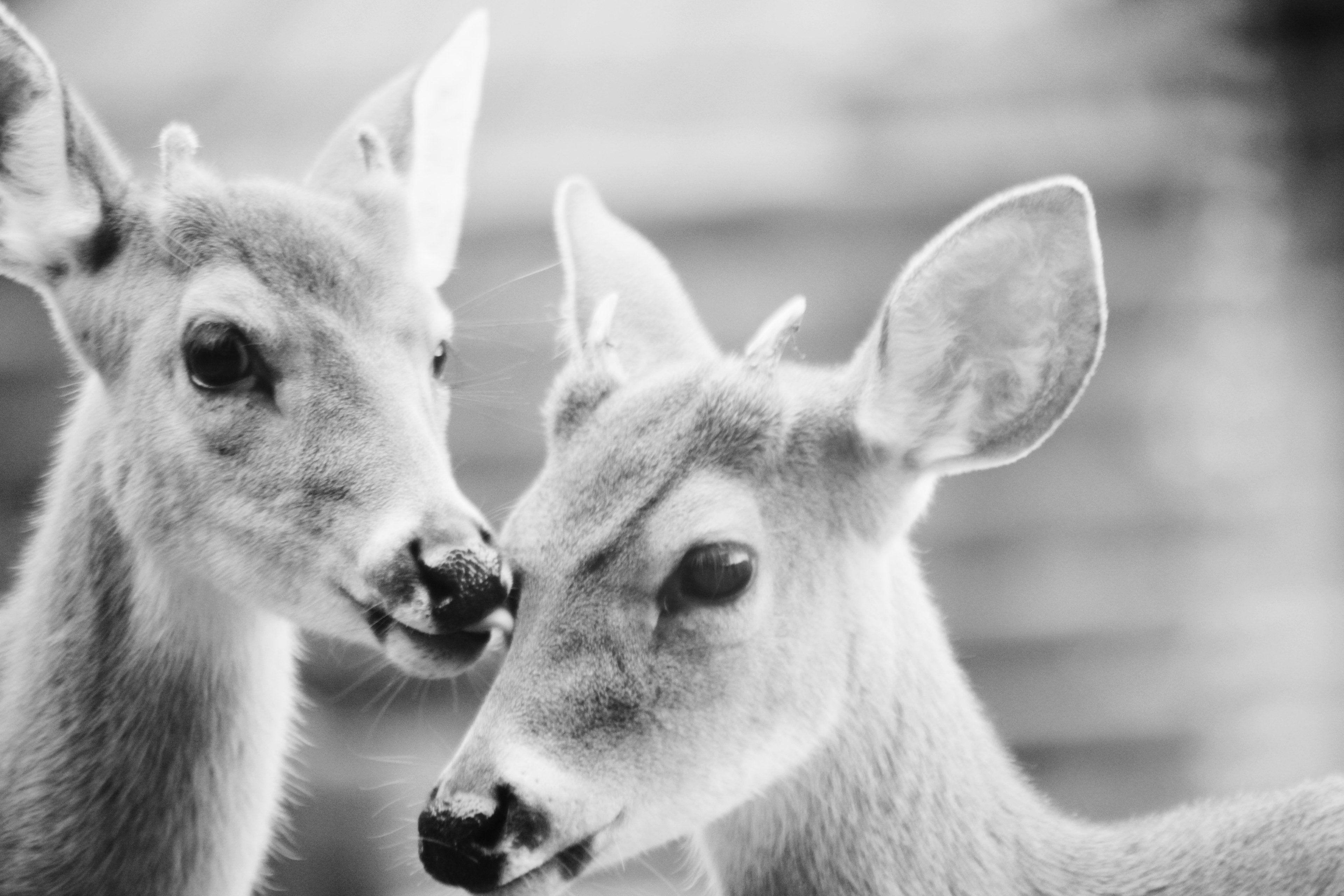 close up black and white shot of two deer heads nueva york texas estados unidos, monochrome deer in texas 4k, HD Wallpaper