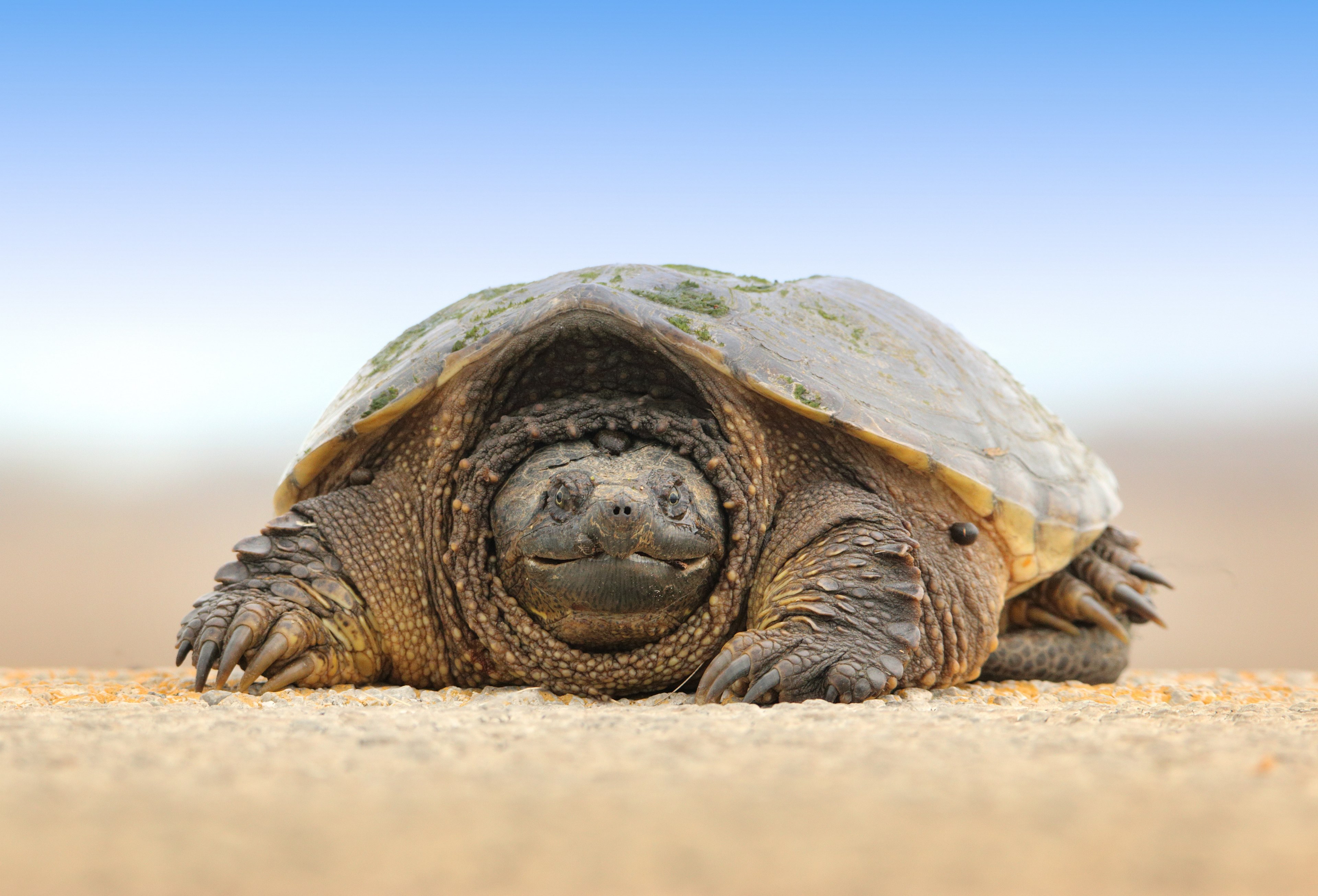 tortoise on sandy ground in the magee marsh wildlife area, a turtle 4k, HD Wallpaper