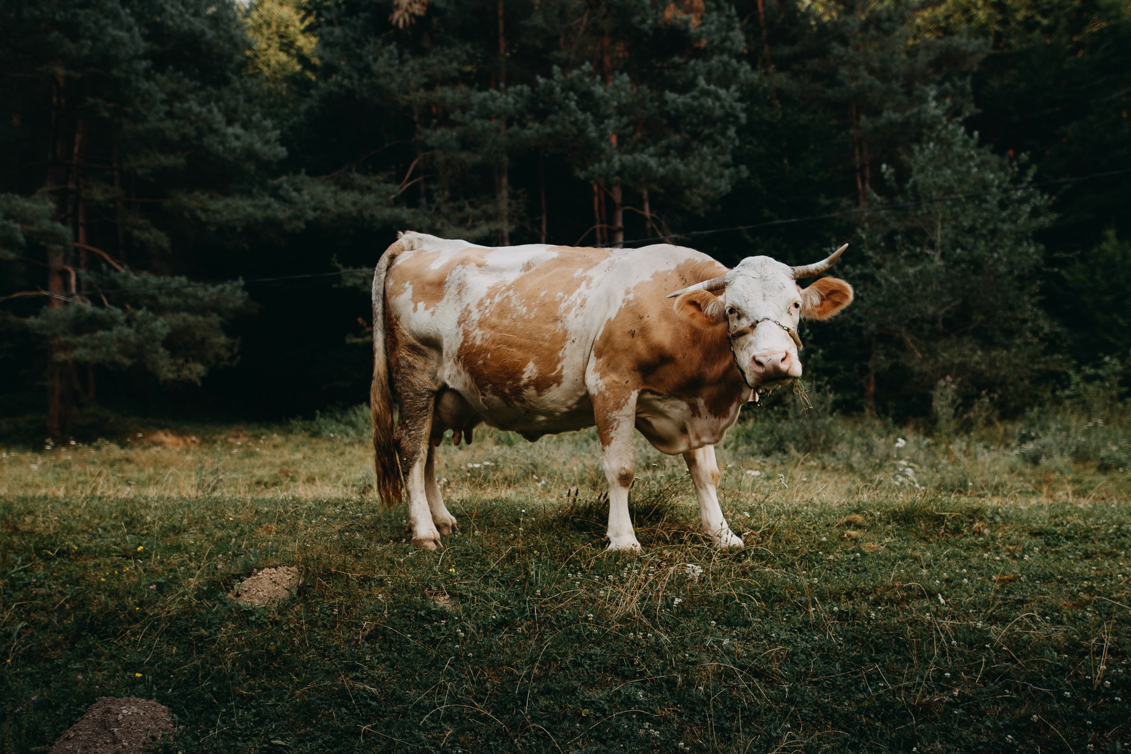 a brown and white cow with a chained mouth and a bell around its neck beside a dark forest, brown and white chained cow 4k, HD Wallpaper