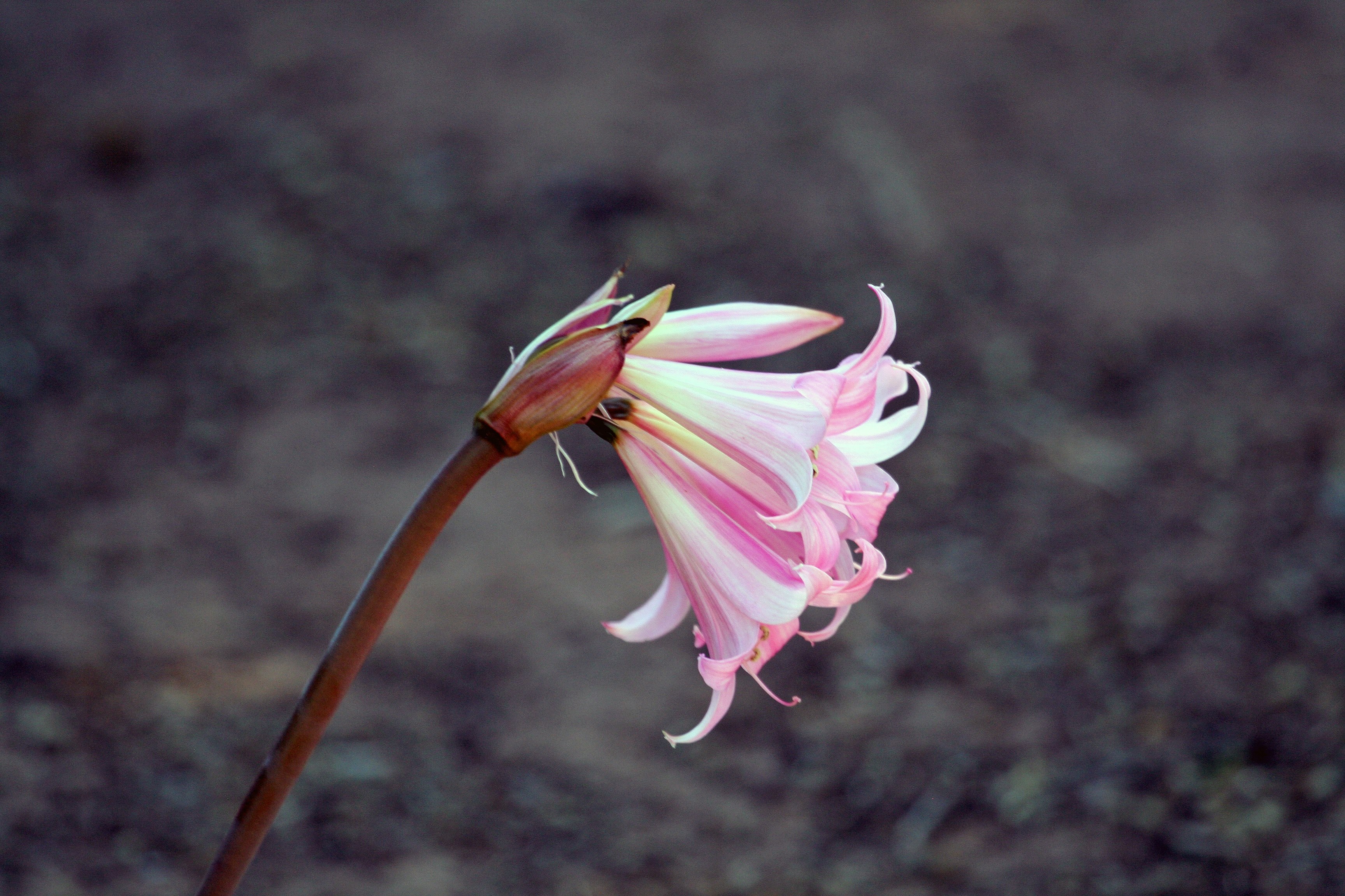 a single pink flower head against a blurry dark background, pink flower head 4k, HD Wallpaper