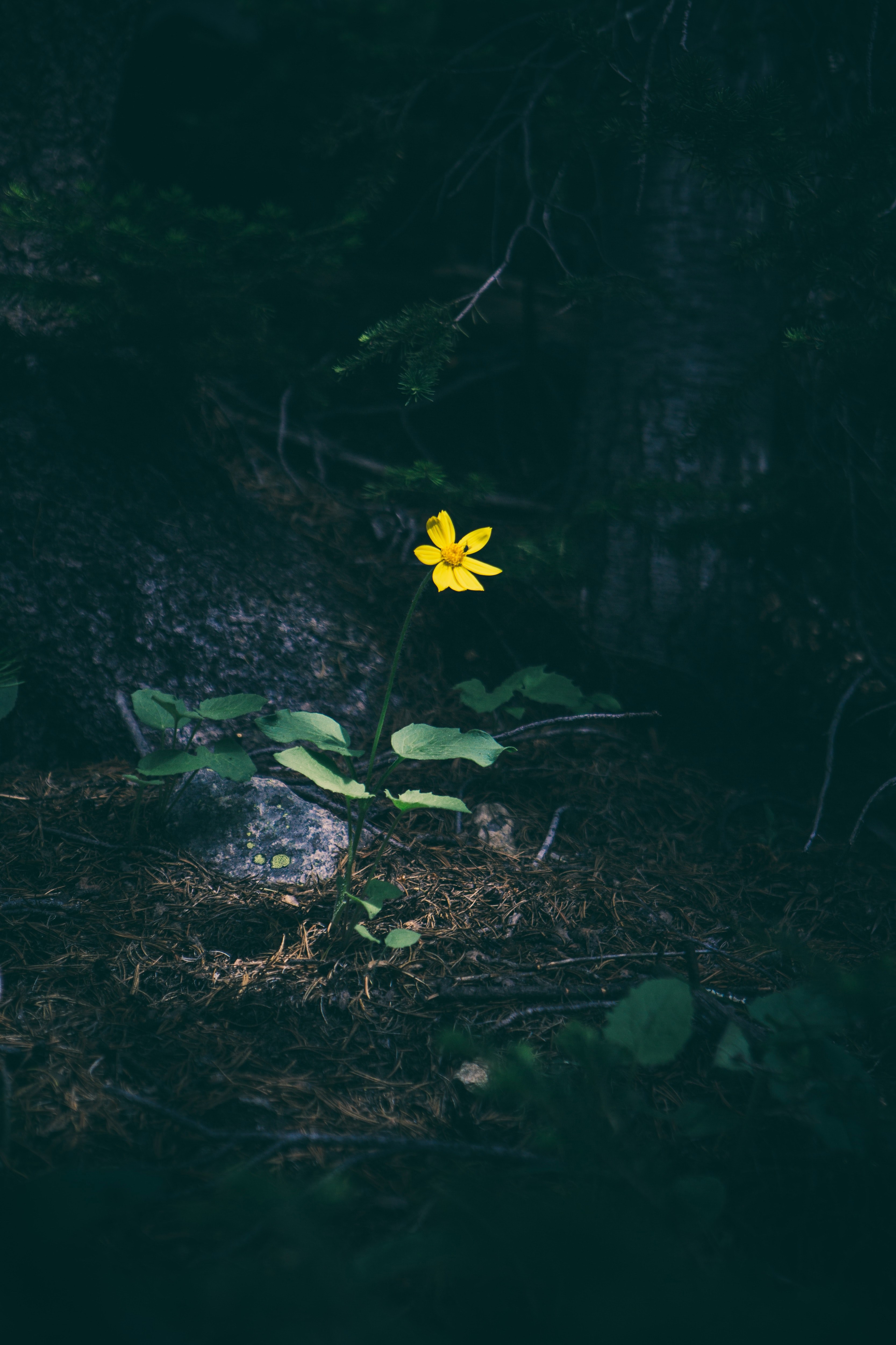 a single yellow flower in the shade of a tree in a forest, yellow forest flower 4k, Phone HD Wallpaper