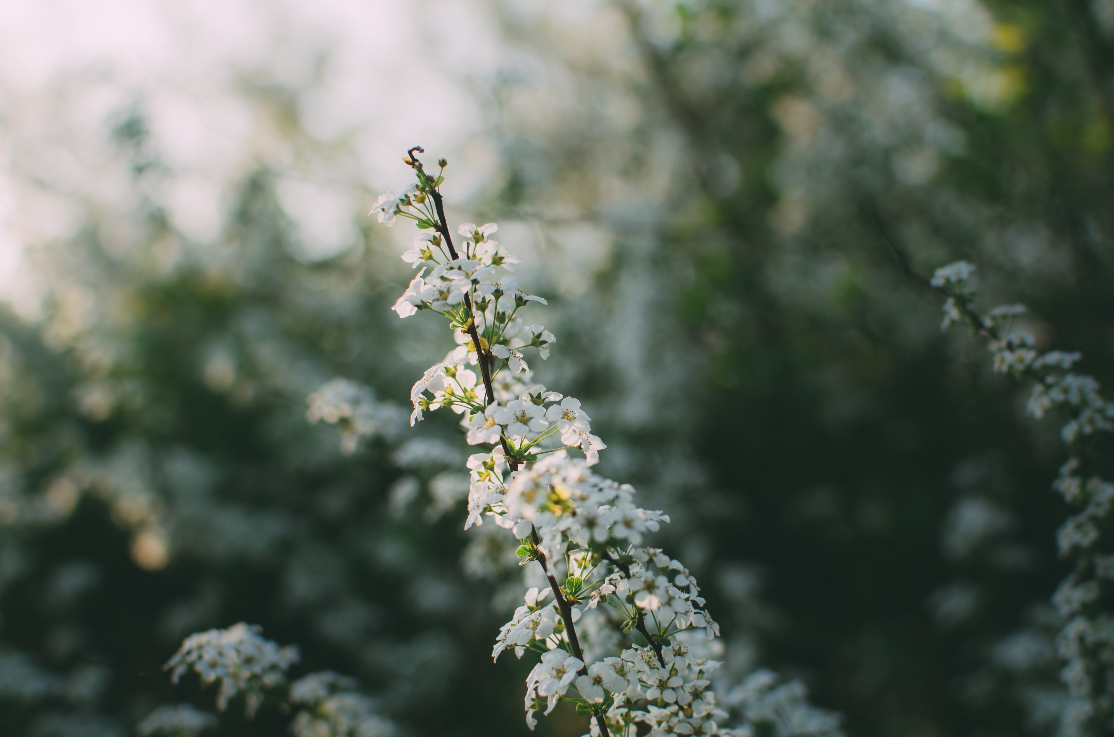 close up of a cherry branch with white blooming flowers, cherry branch 4k, HD Wallpaper