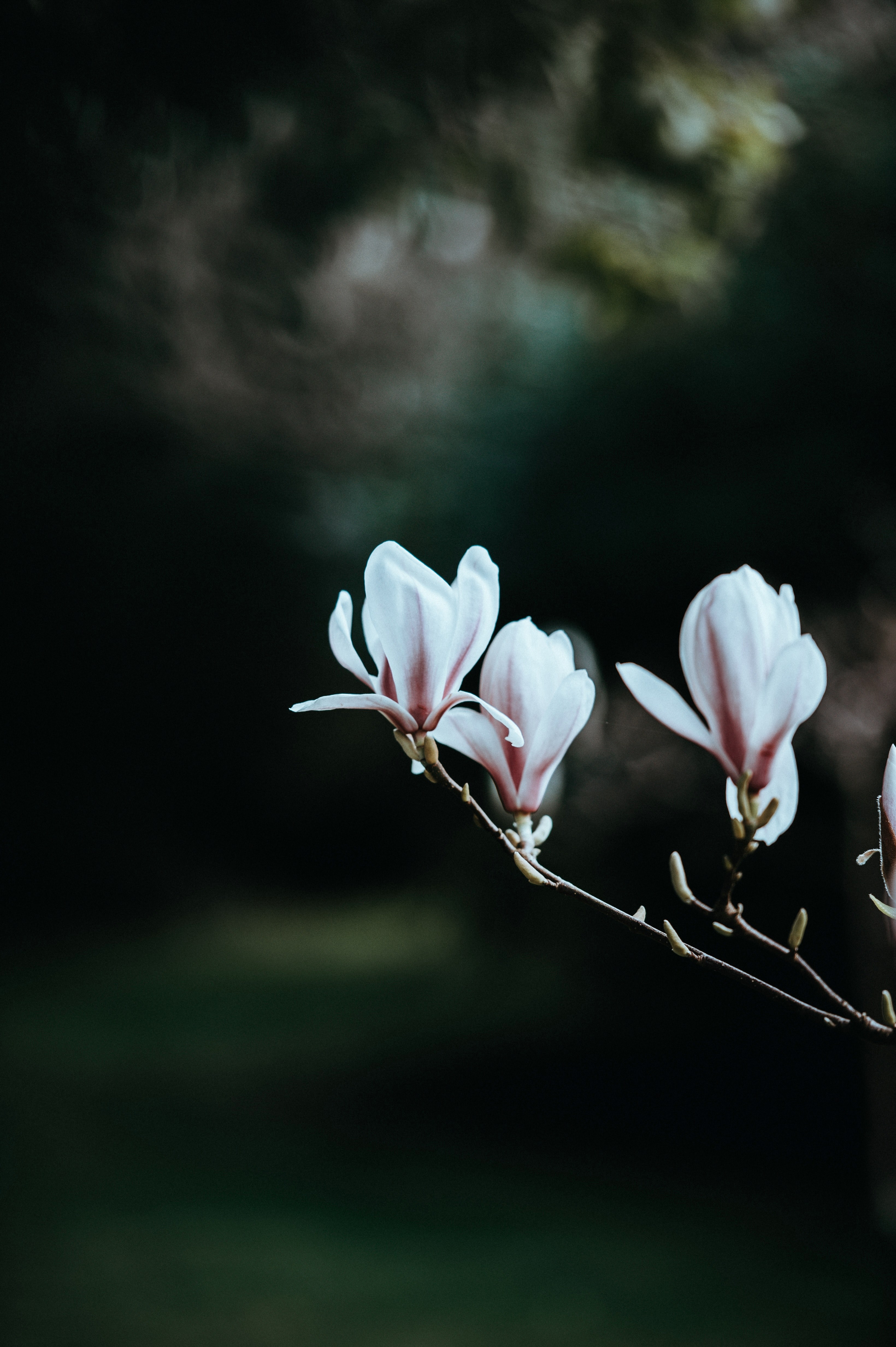 magnolia simplicity 4k, Phone HD Wallpaper