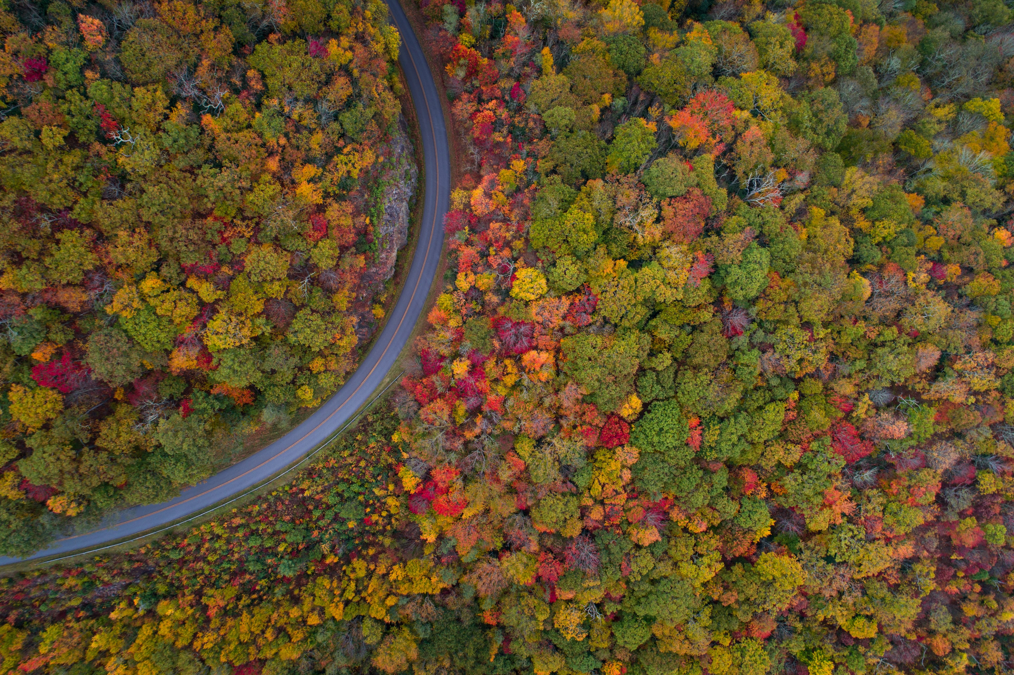 road track woodland and forest 4k, HD Wallpaper