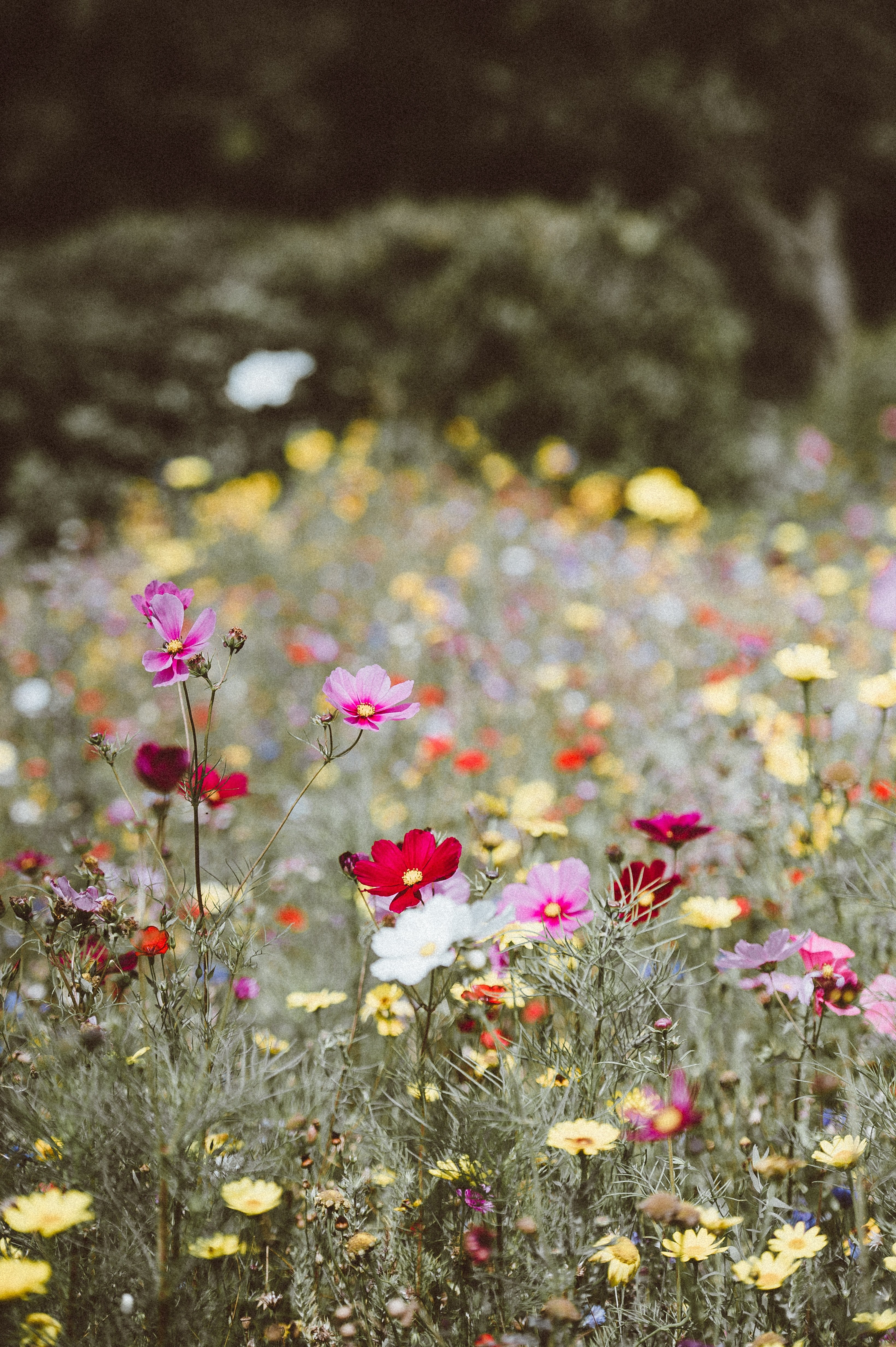 wildflowers at uppark house garden petersfield 4k, Phone HD Wallpaper