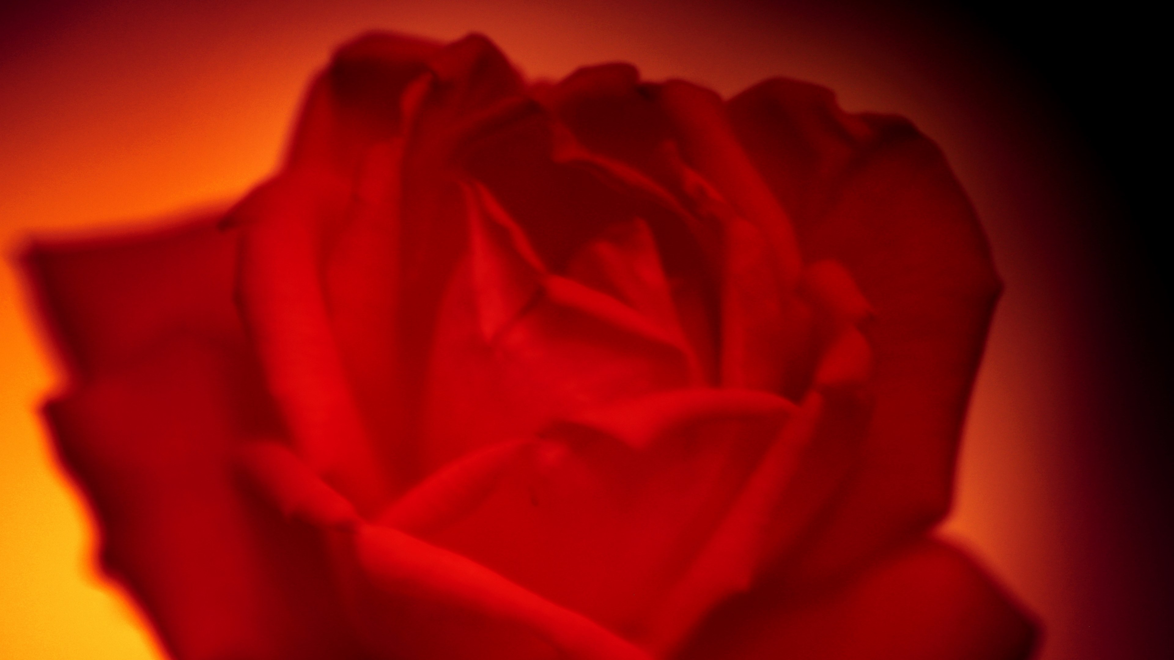 tilt shift freelensing soft and macro 4k, HD Wallpaper