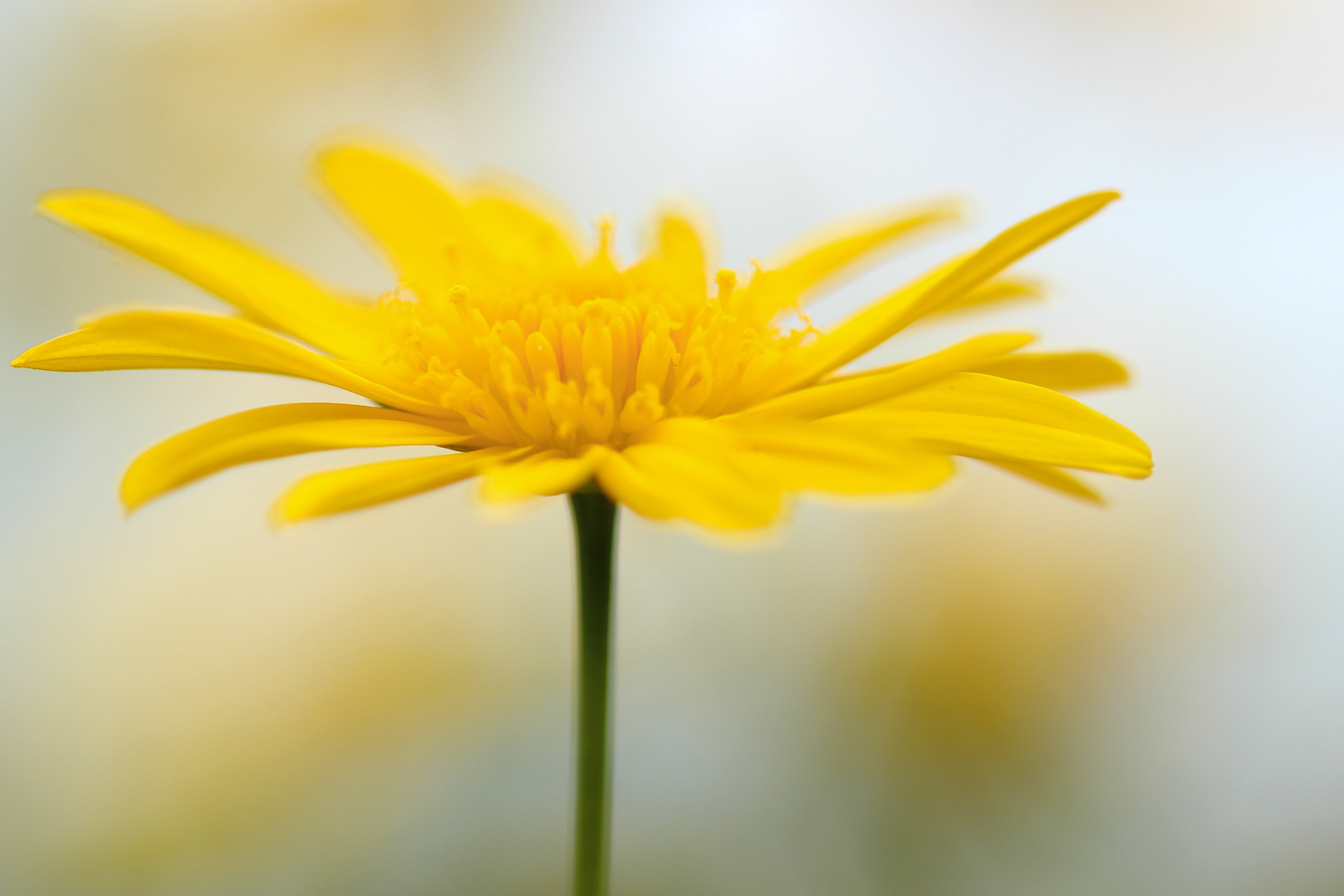 borisworkshop taiwan plant and yellow 4k, HD Wallpaper