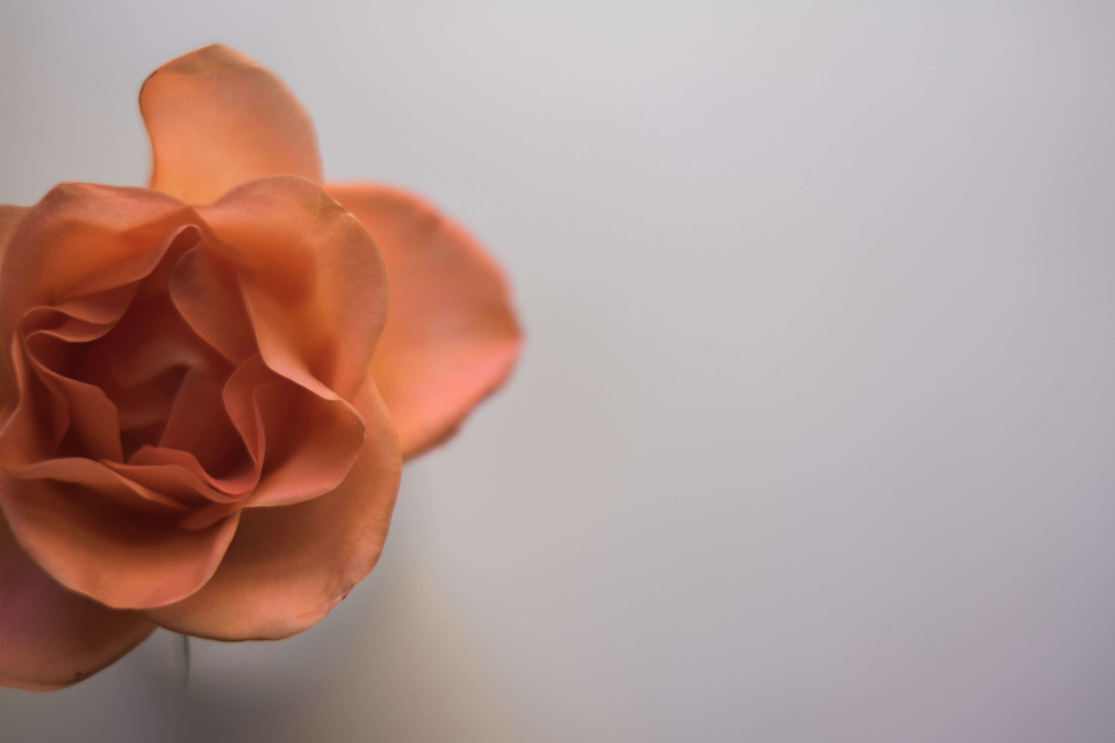 rose flower love and romantic 4k, HD Wallpaper