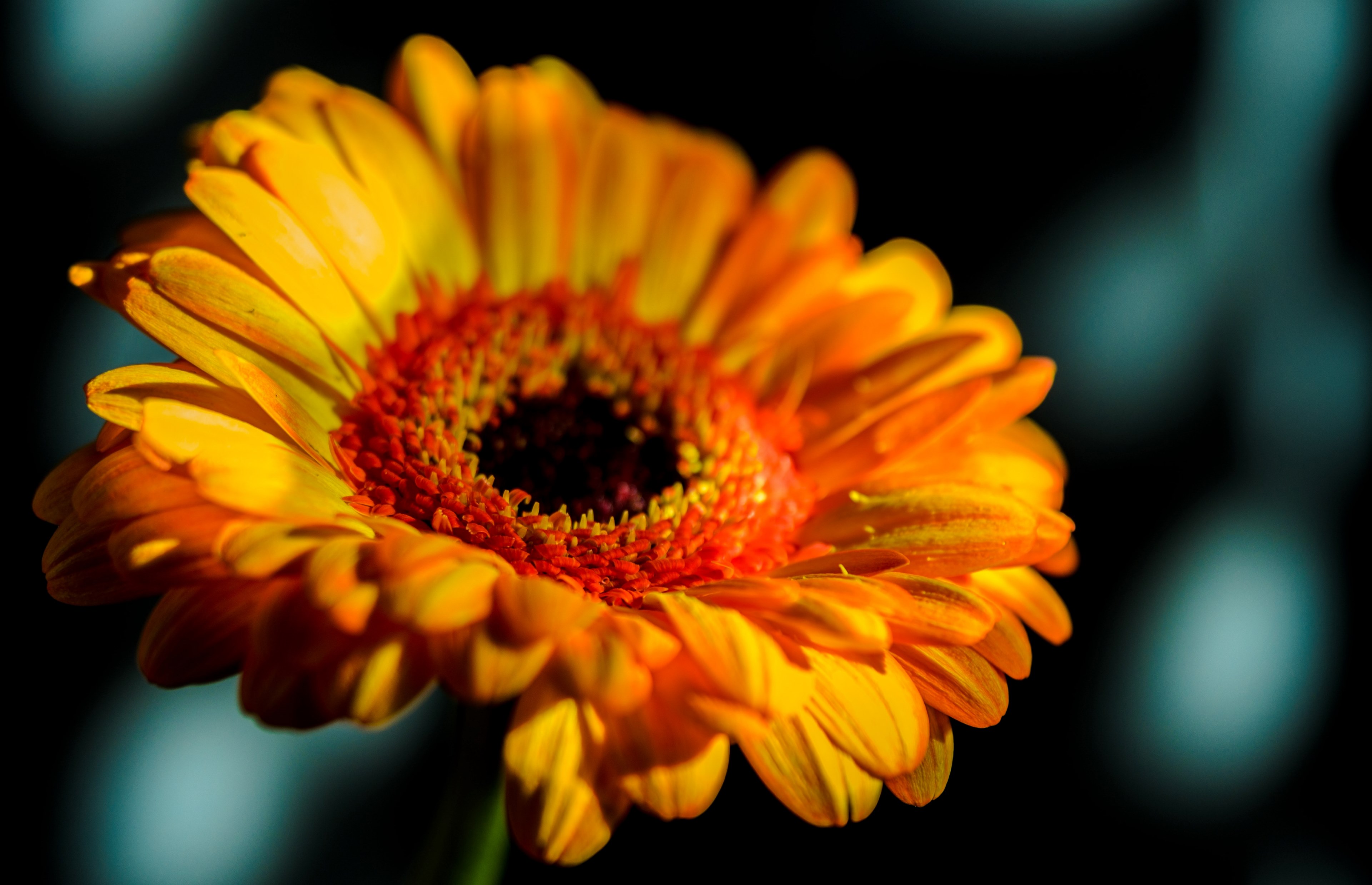 closeup macro garden and nature 4k, HD Wallpaper