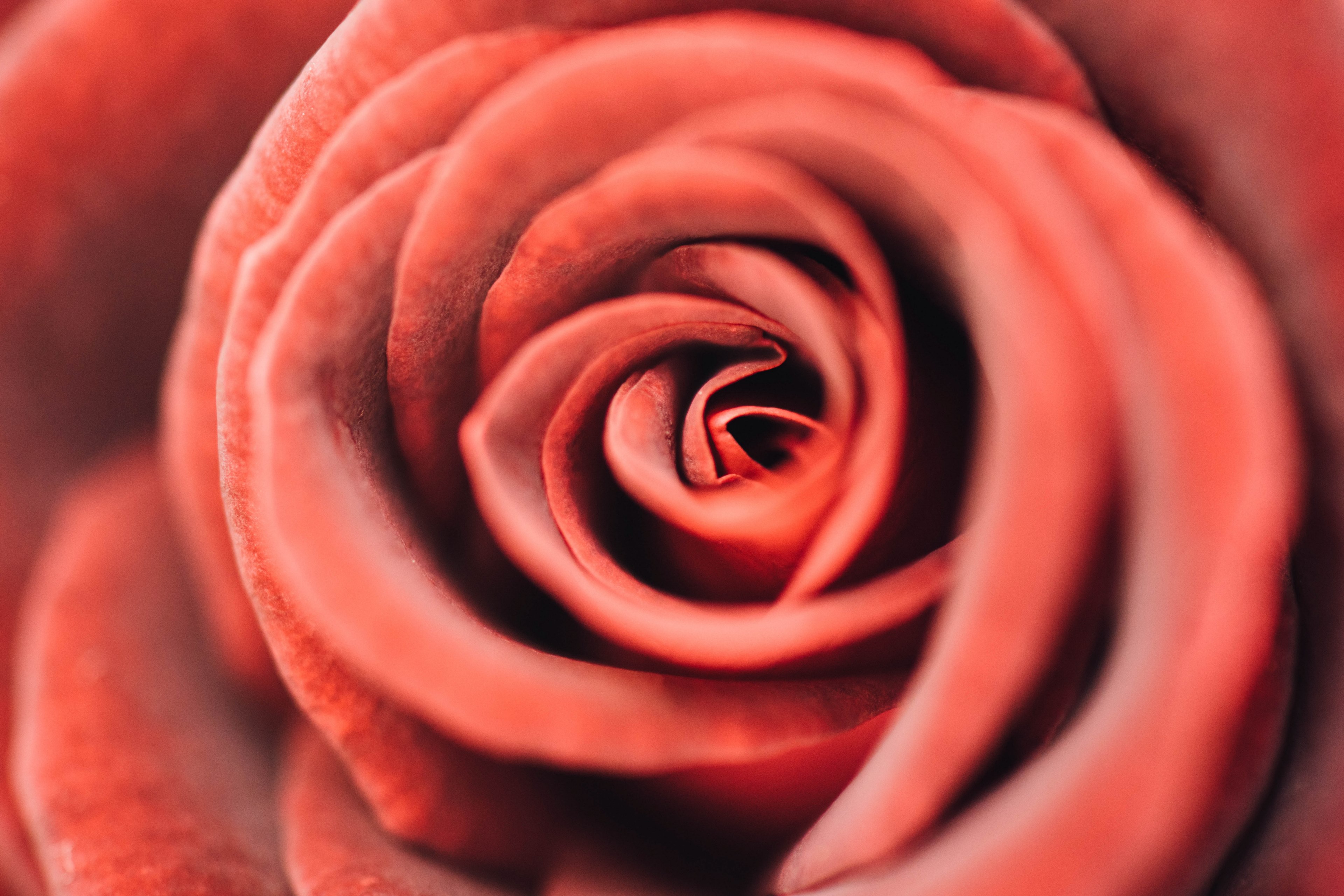 a macro shot of the center of a red rose, silky red petals in close up 4k, HD Wallpaper