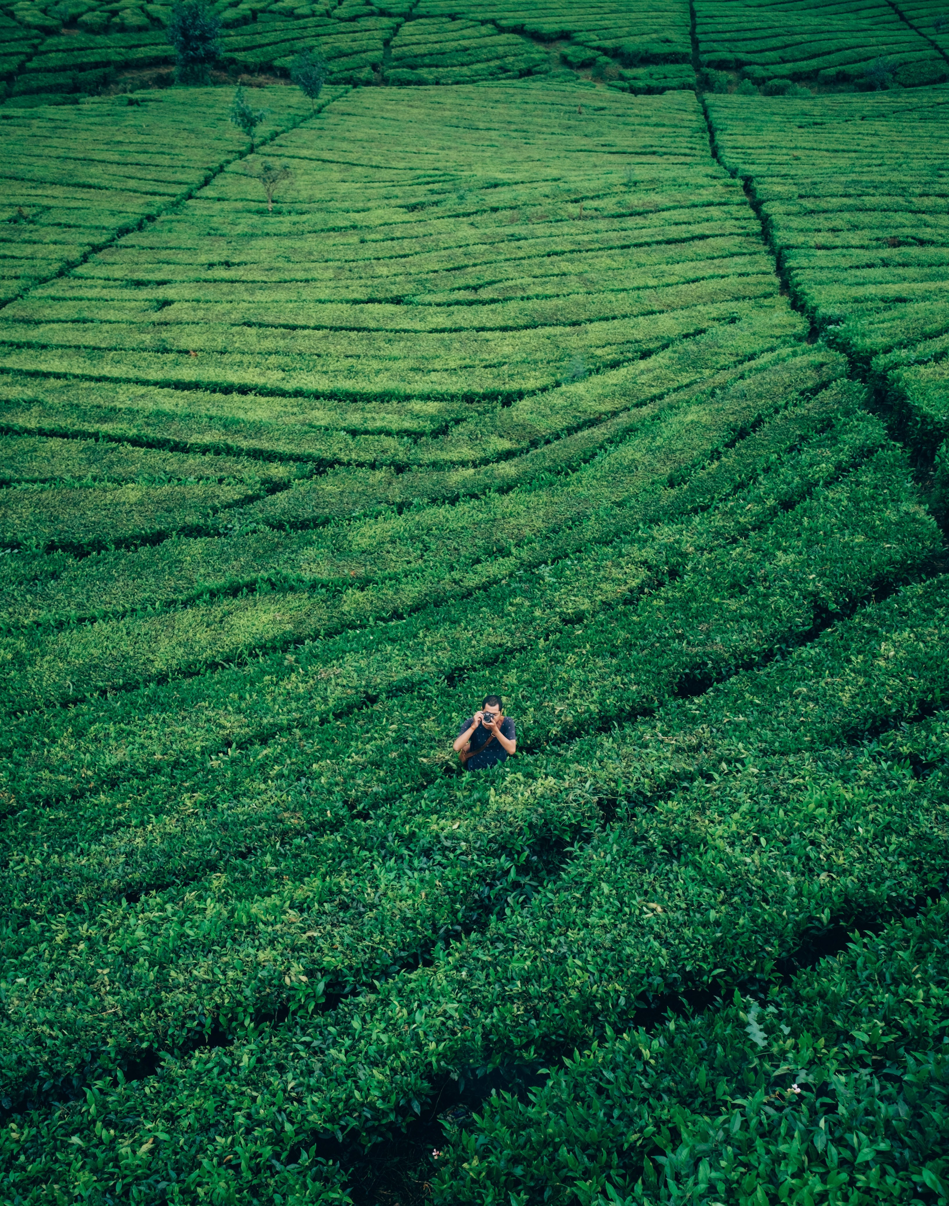 photographer green hedge and field hd, 4k, Phone HD Wallpaper