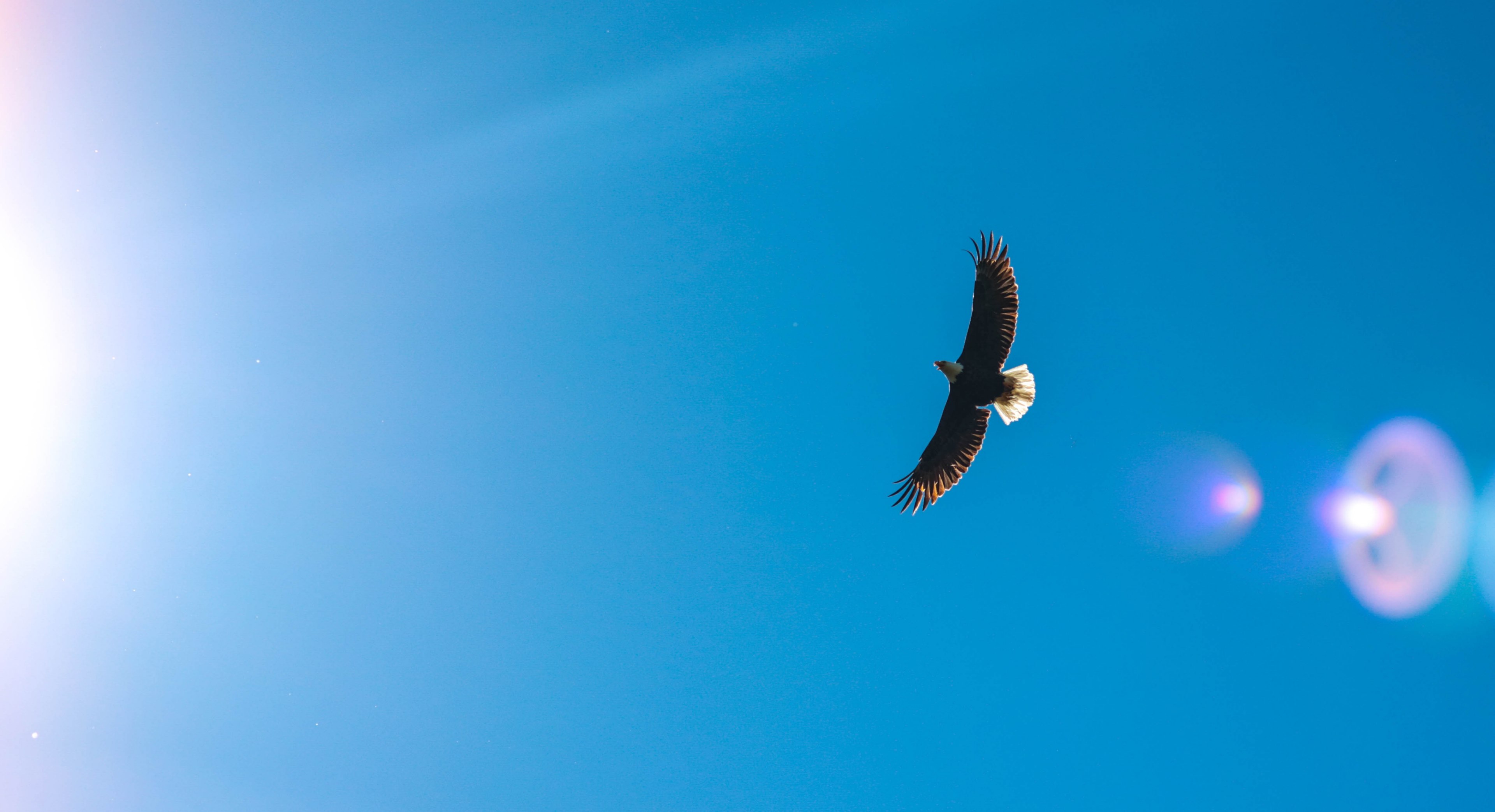 soar on wings 4k, HD Wallpaper