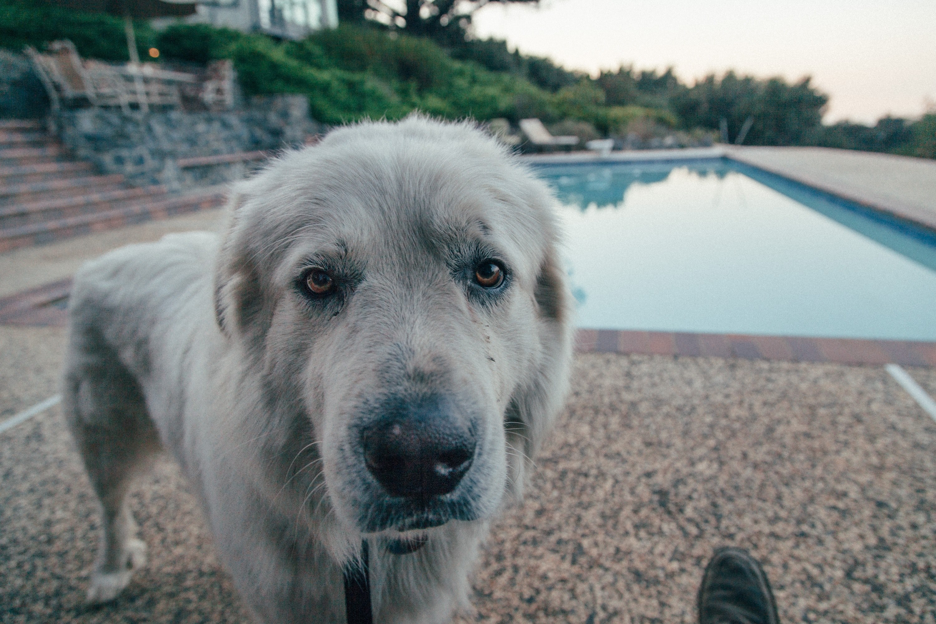 traveling companion 4k, HD Wallpaper