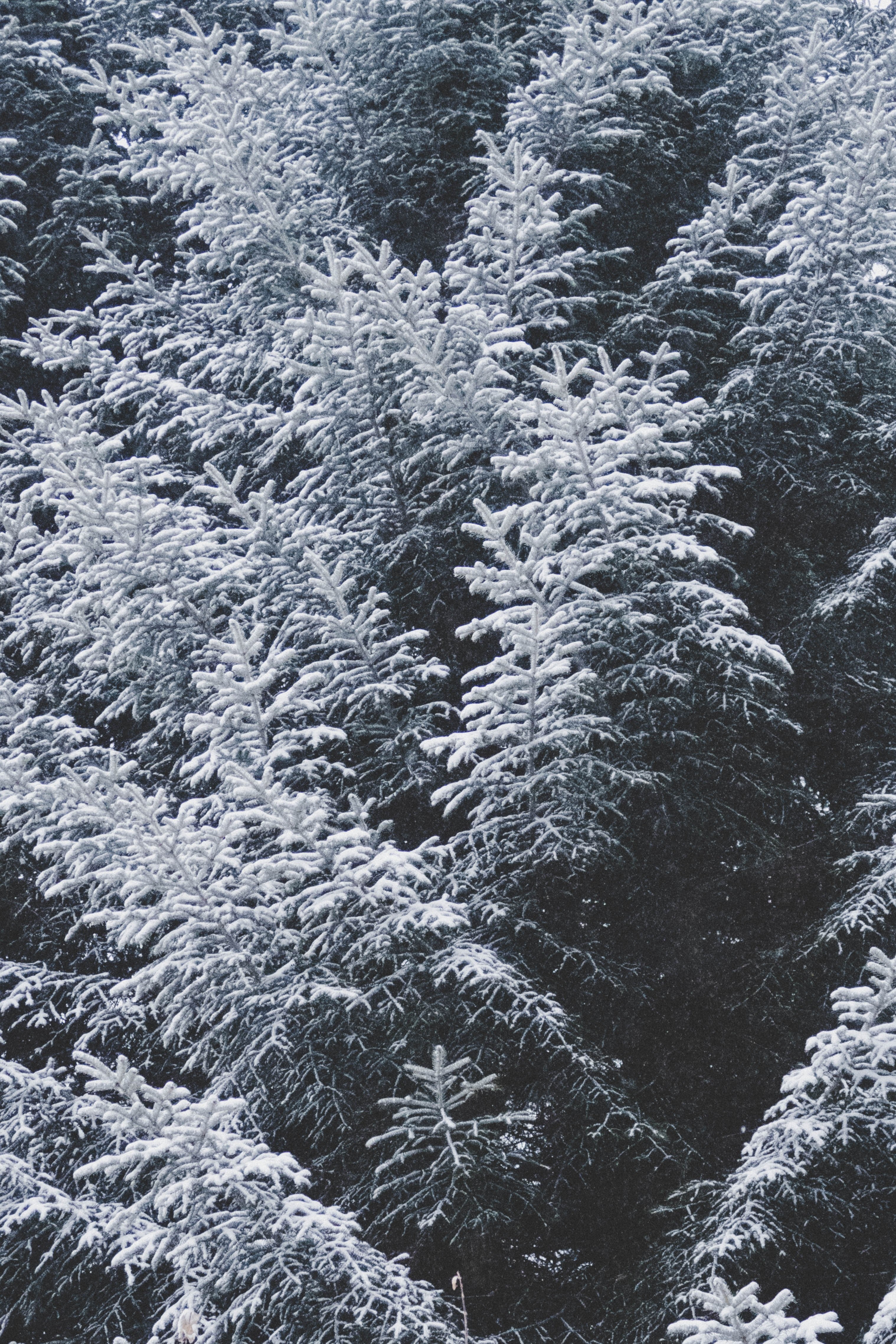 tree woodland forest and snow hd, 4k, Phone HD Wallpaper