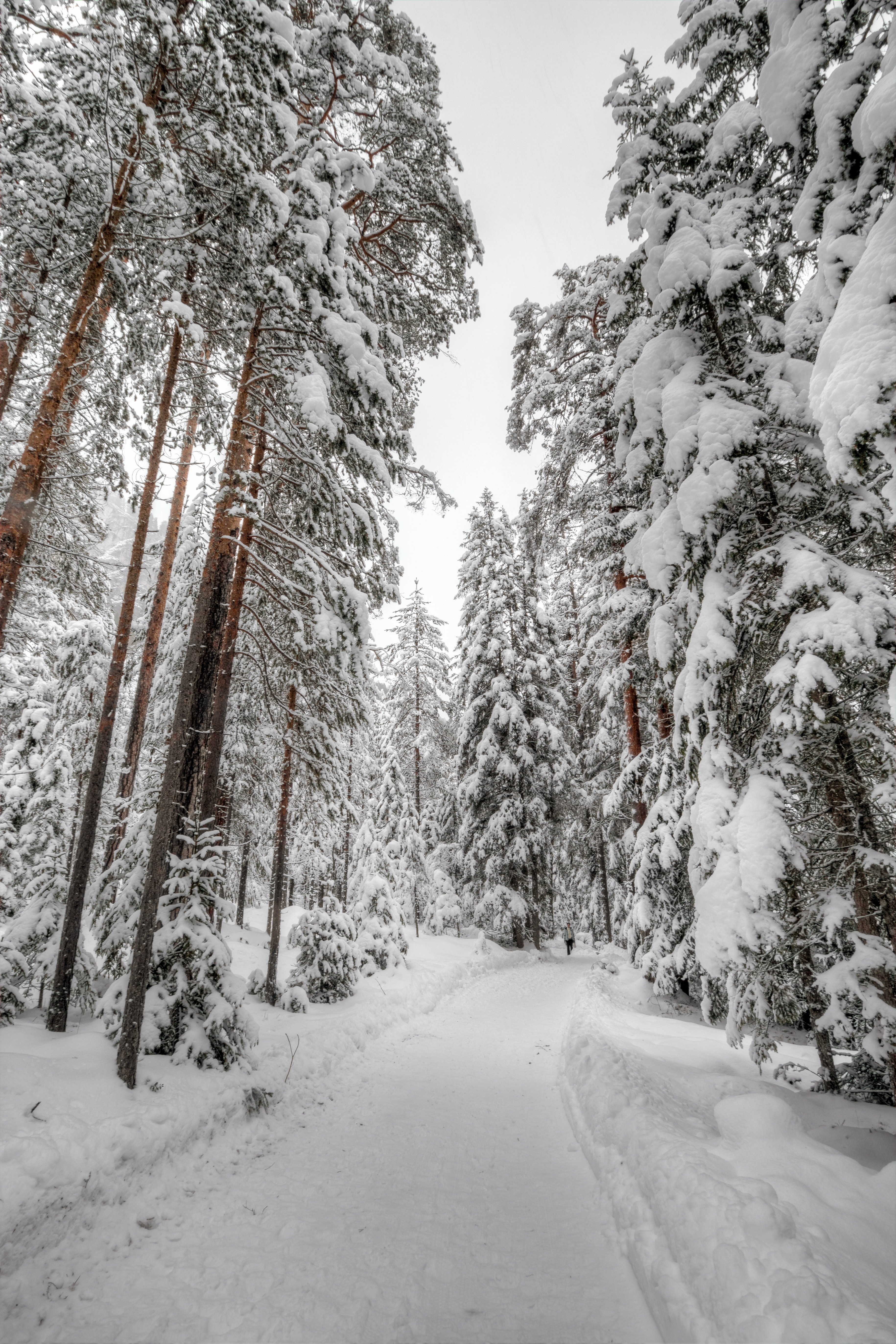 tree woodland forest and snow hd, 4k, Phone HD Wallpaper