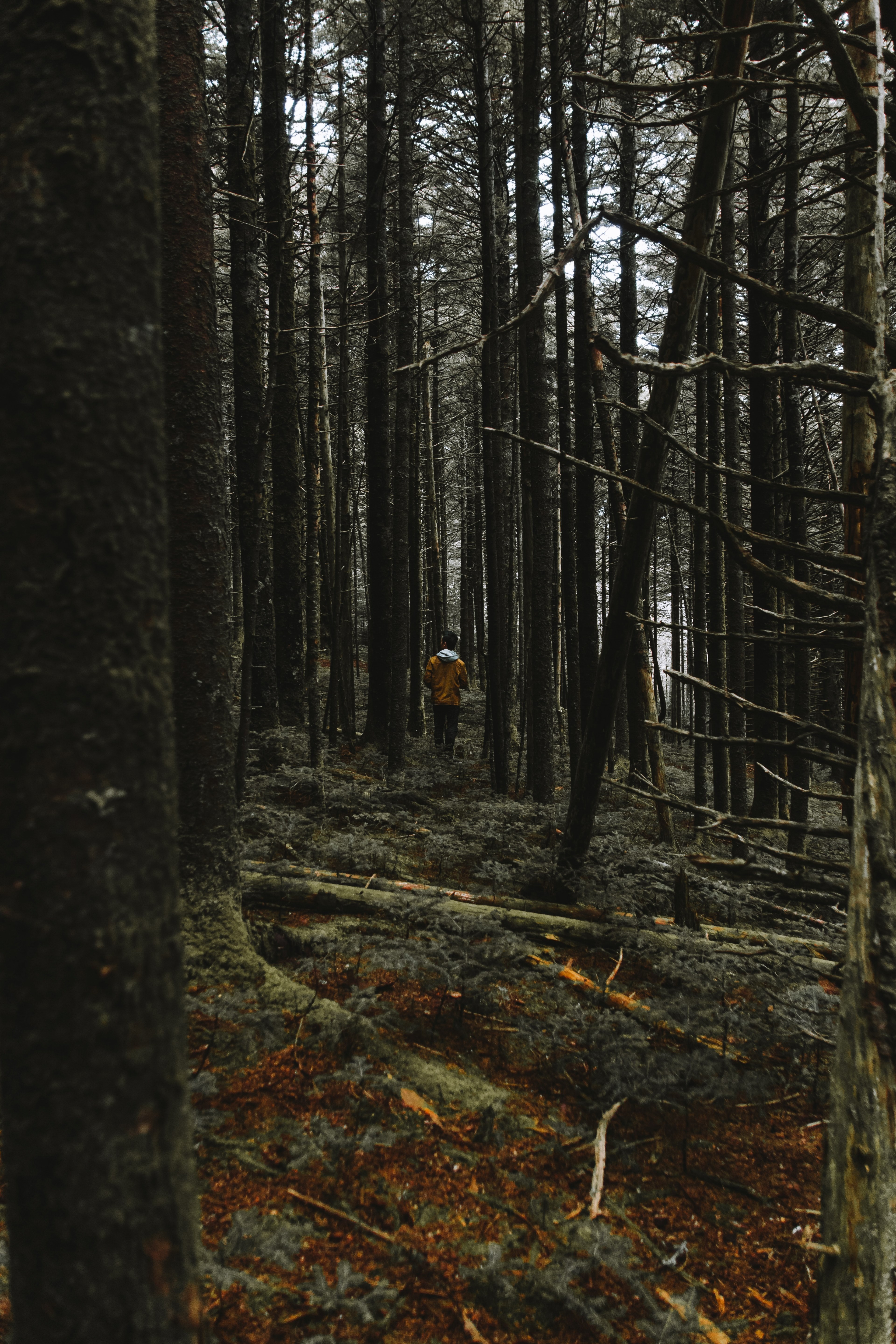 tree woodland forest and logs hd, 4k, Phone HD Wallpaper
