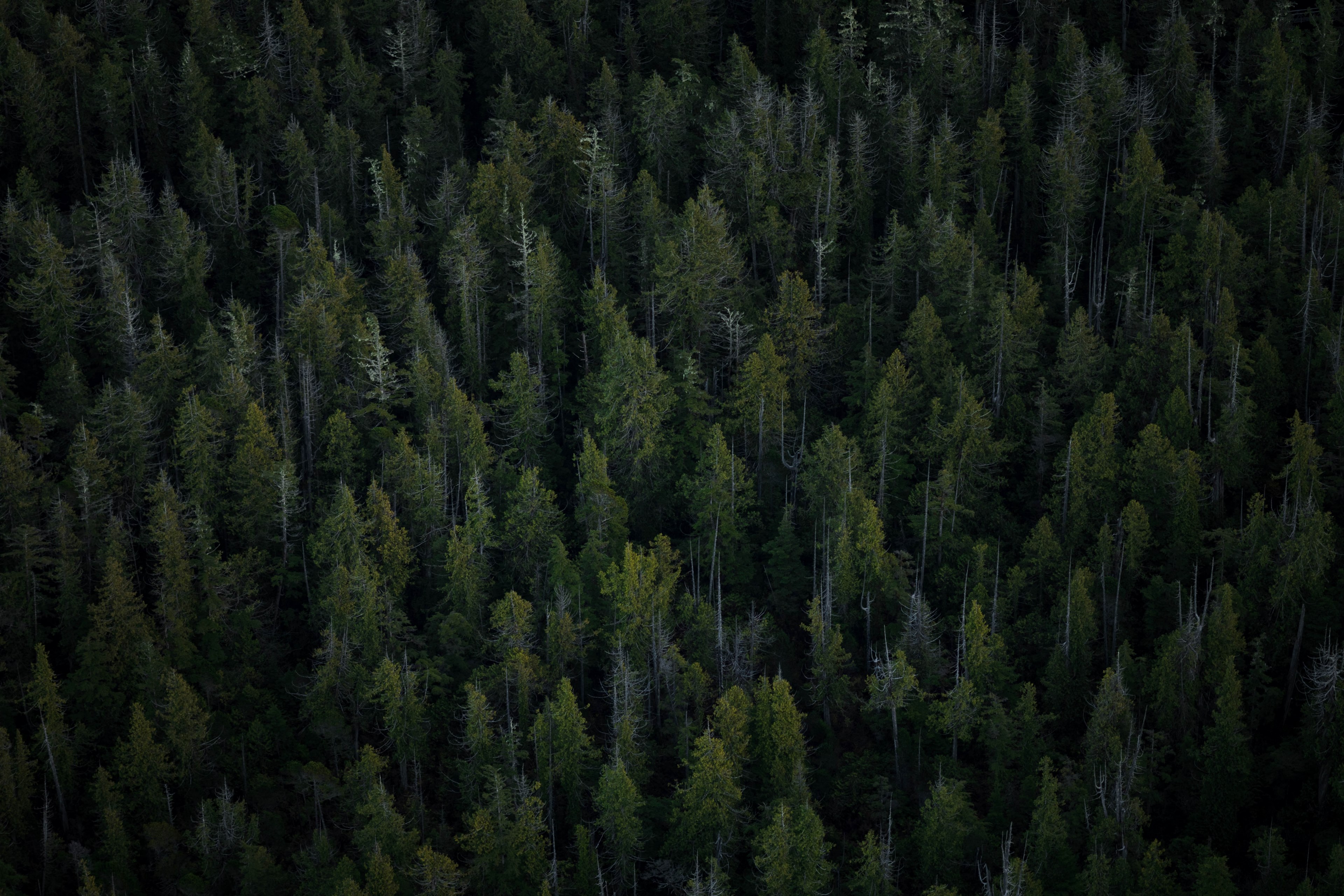 over the forests of vancouver island 4k, HD Wallpaper