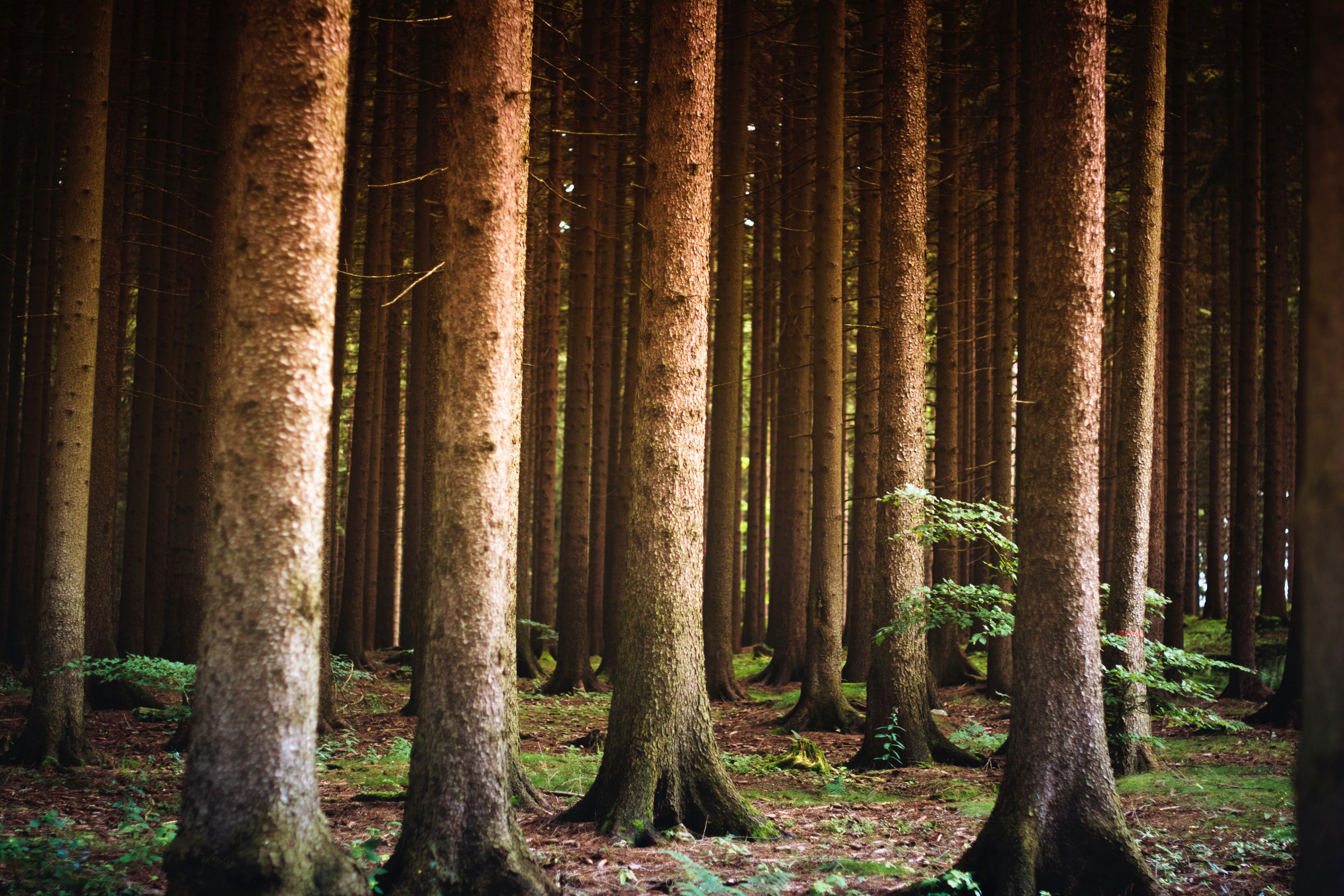 outside walk outdoor and nature 4k, HD Wallpaper