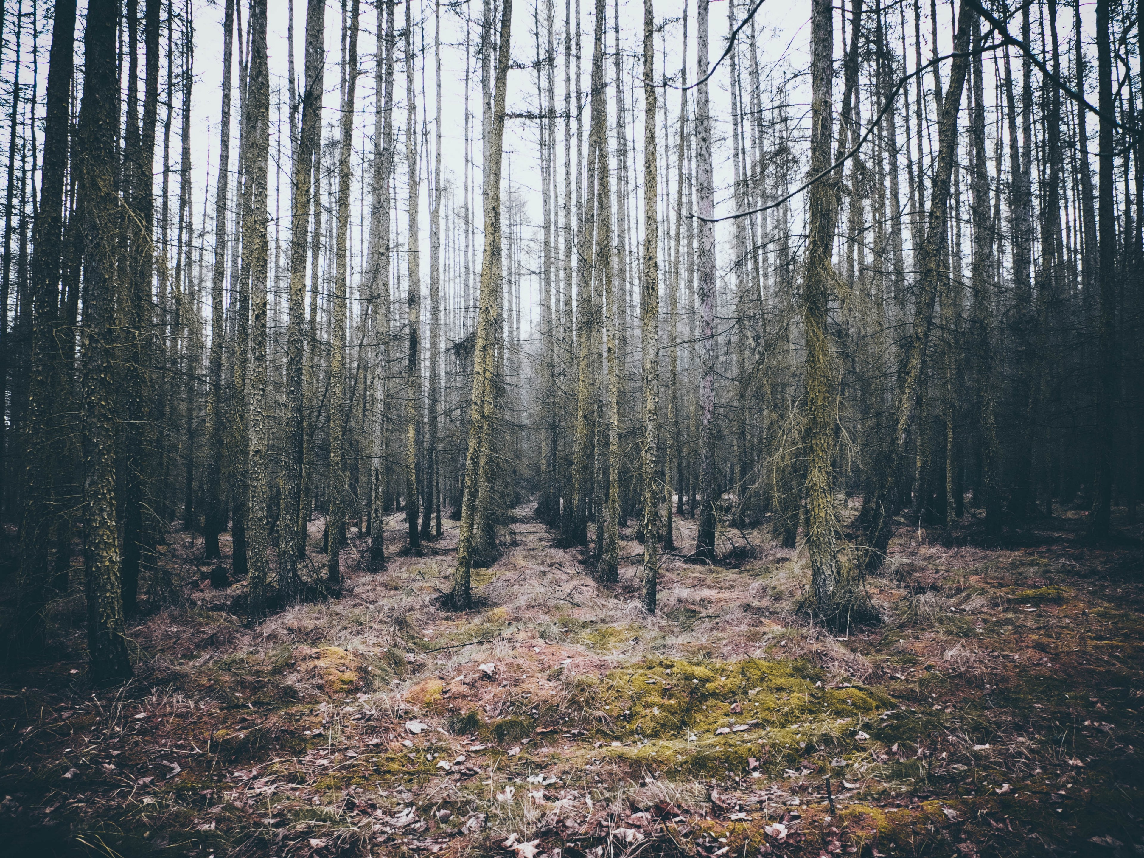 a bleak shot of a dry forest full of bare conifers, dry red forest 4k, HD Wallpaper