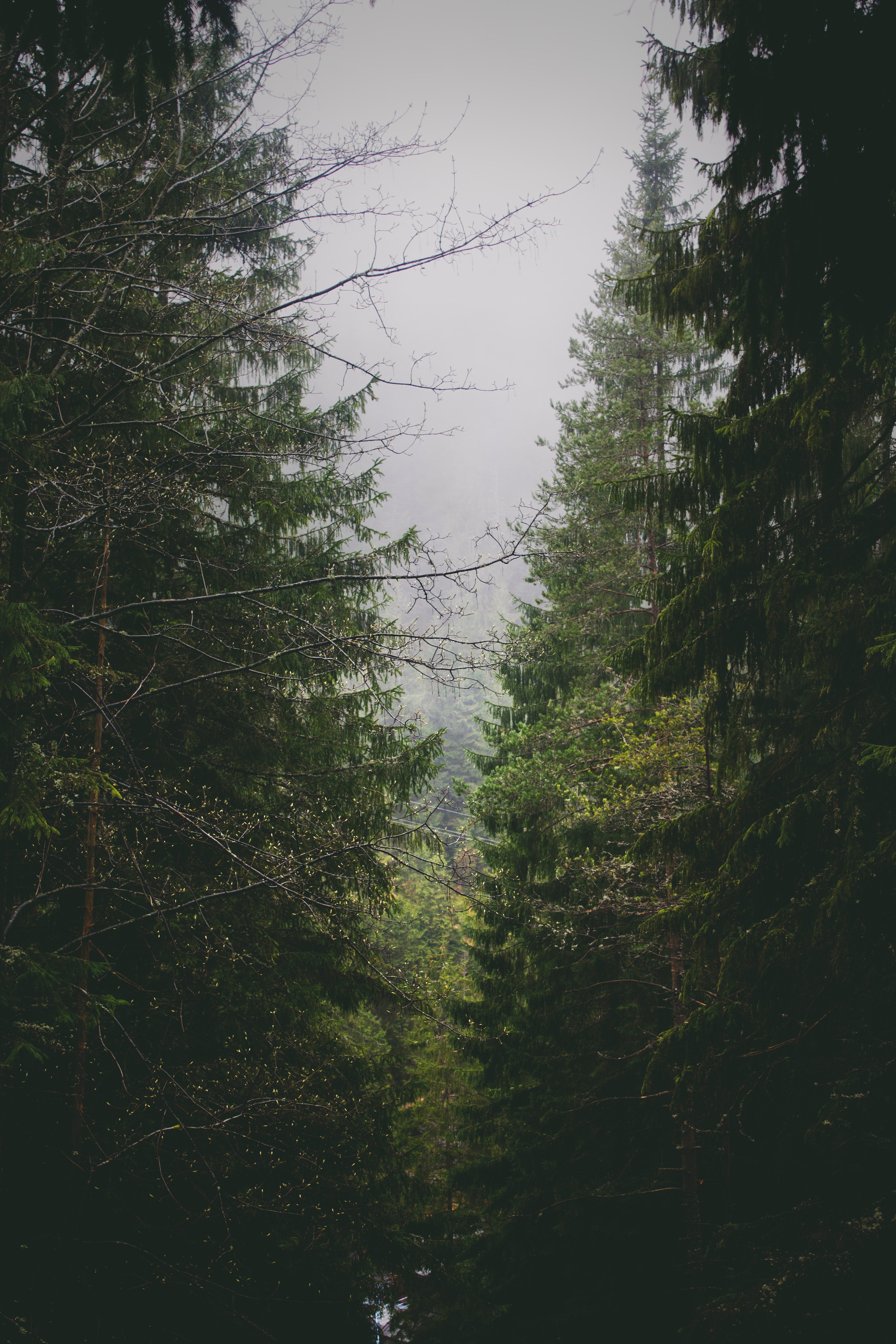 two rows of coniferous trees near belianska cave, two rows of conifer trees 4k, Phone HD Wallpaper