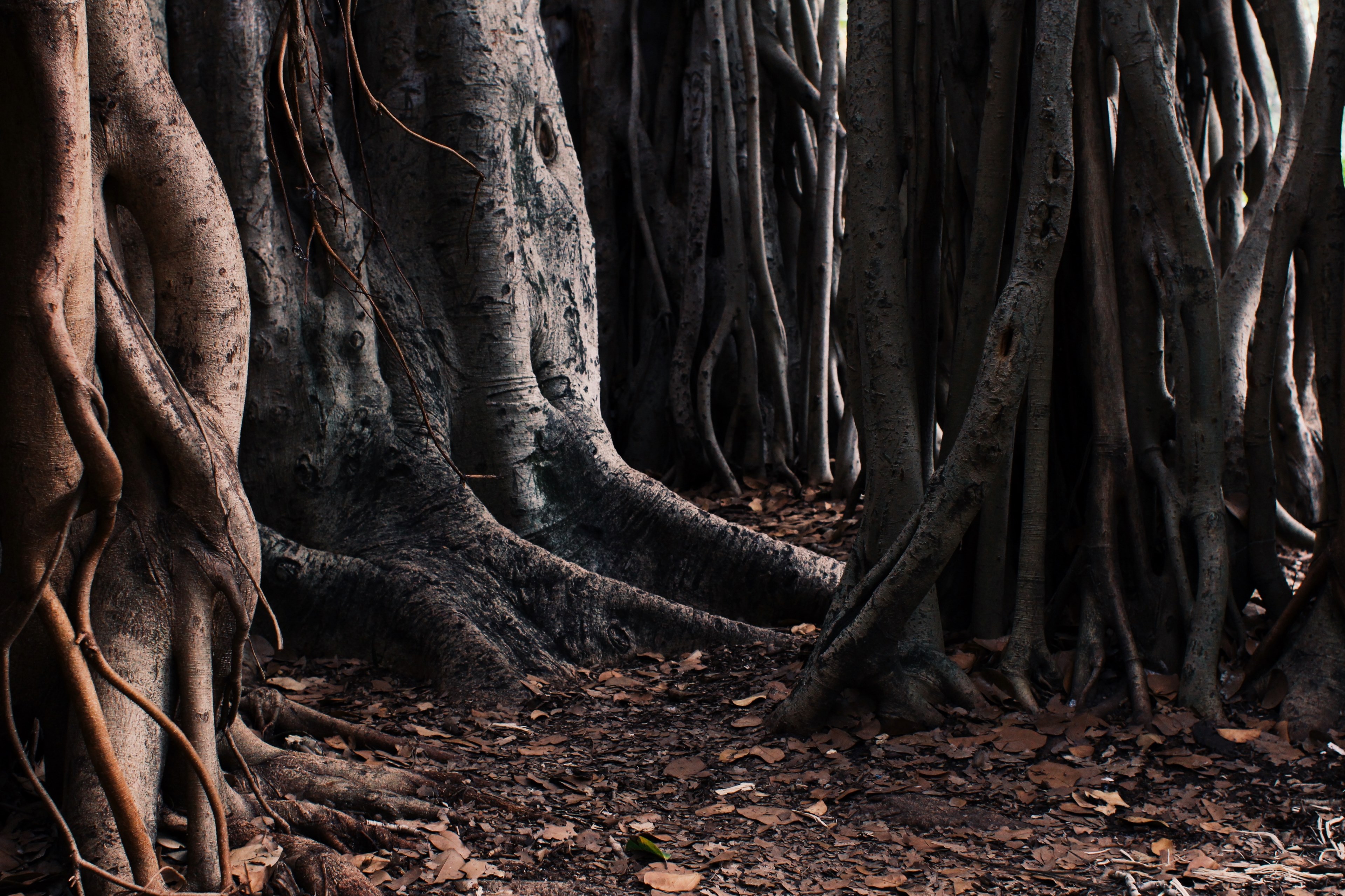 tree trunks and fallen leaves on the forest floor, spooky trees 4k, HD Wallpaper