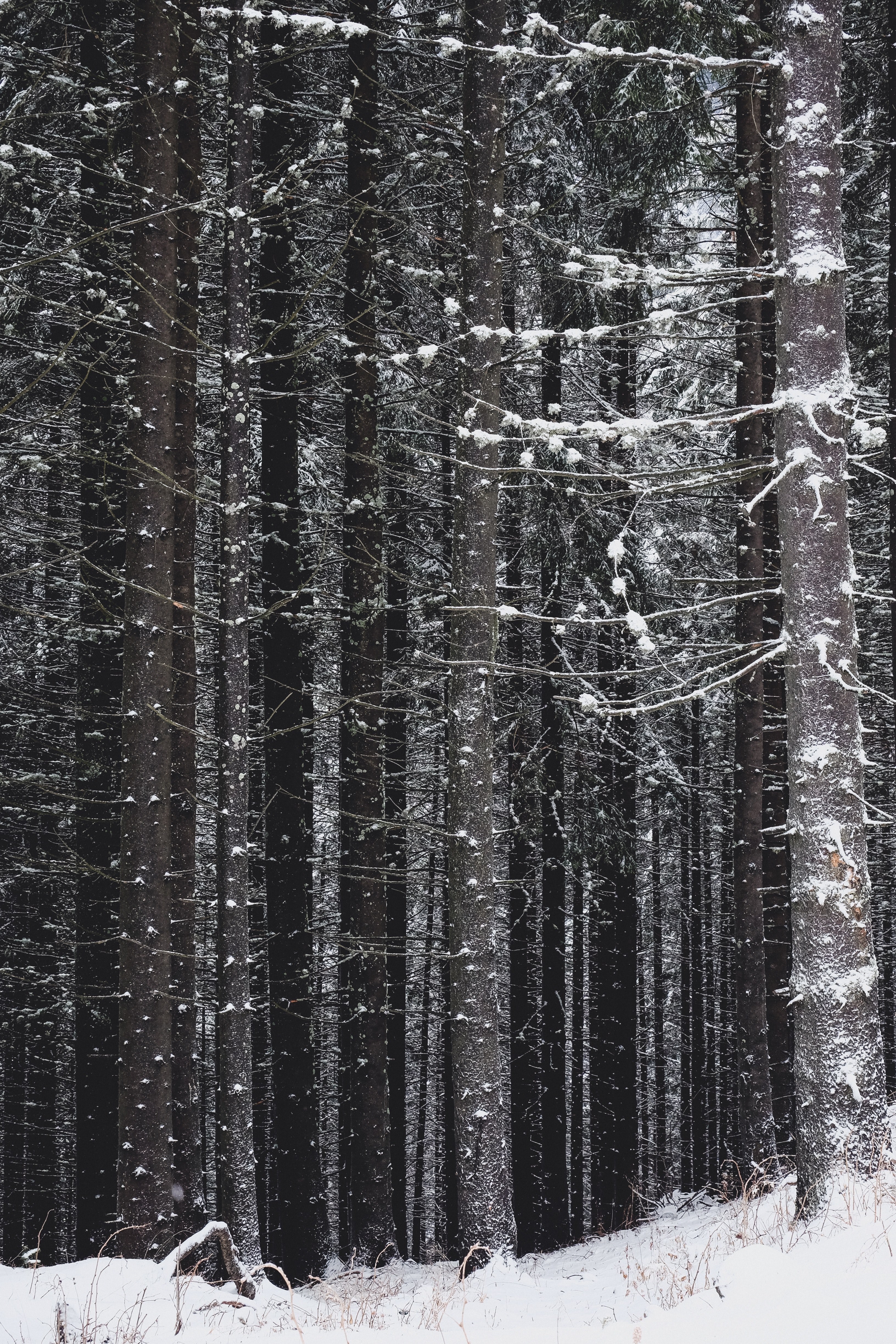 tall trees covered in snow on a windy winter days in new york texas, snow in the shady forest 4k, Phone HD Wallpaper