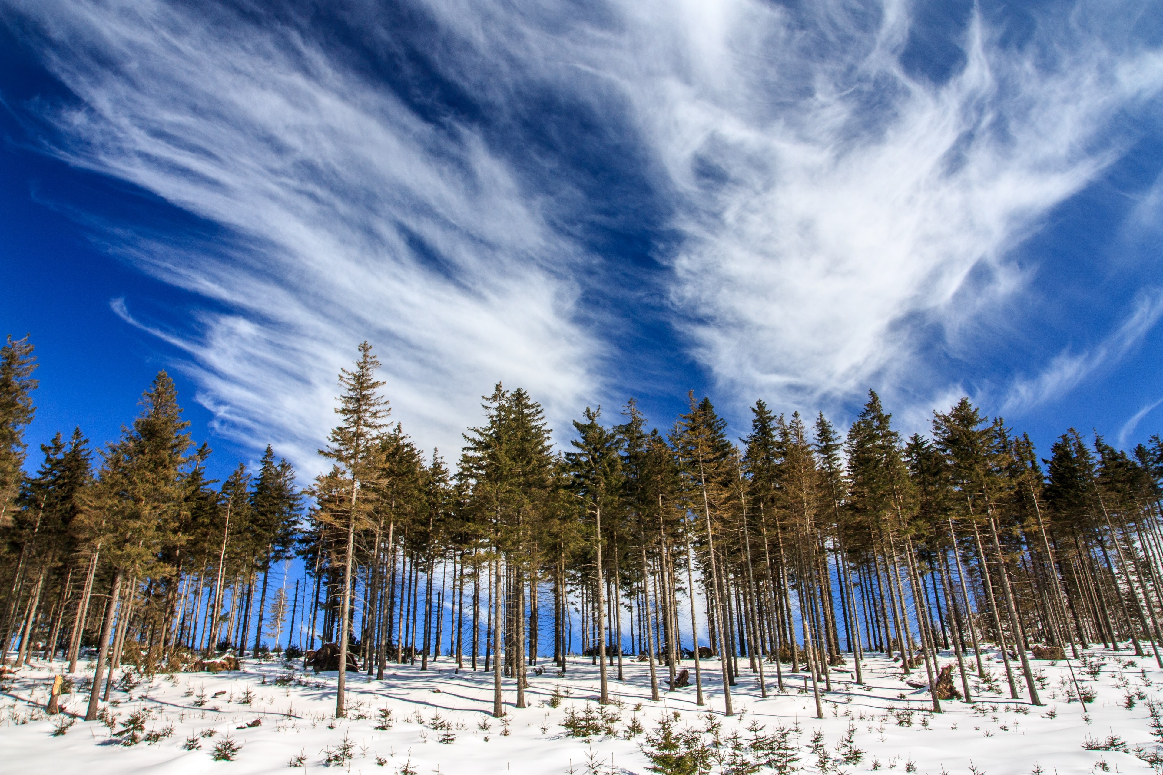 a treeline photo capturing a clear treed forest with snow covered grounds on a cloudy day, young pine wood 4k, HD Wallpaper