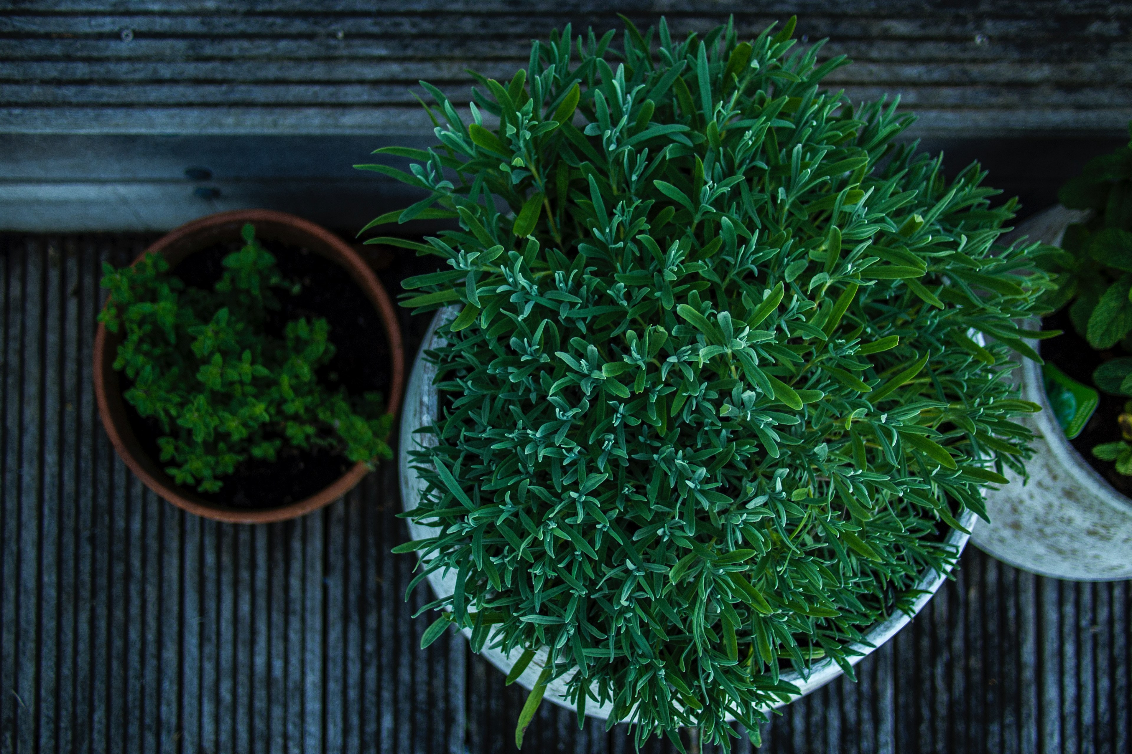 overhead shot of green potted plants on a home patio, plants on the front porch 4k, HD Wallpaper