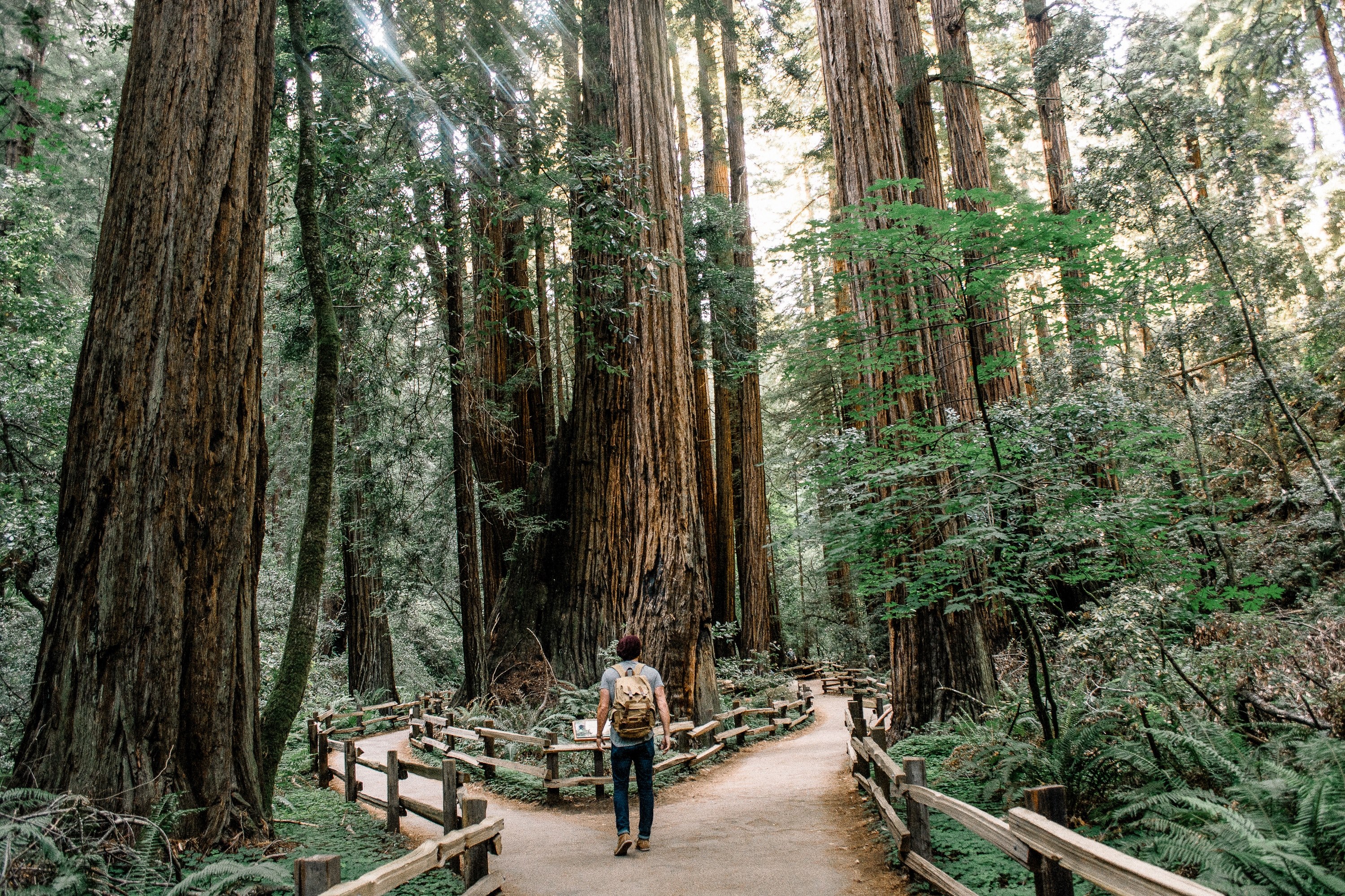 a man wearing jeans and a backpack walking down a trail through the muir woods, muir woods trails 4k, HD Wallpaper