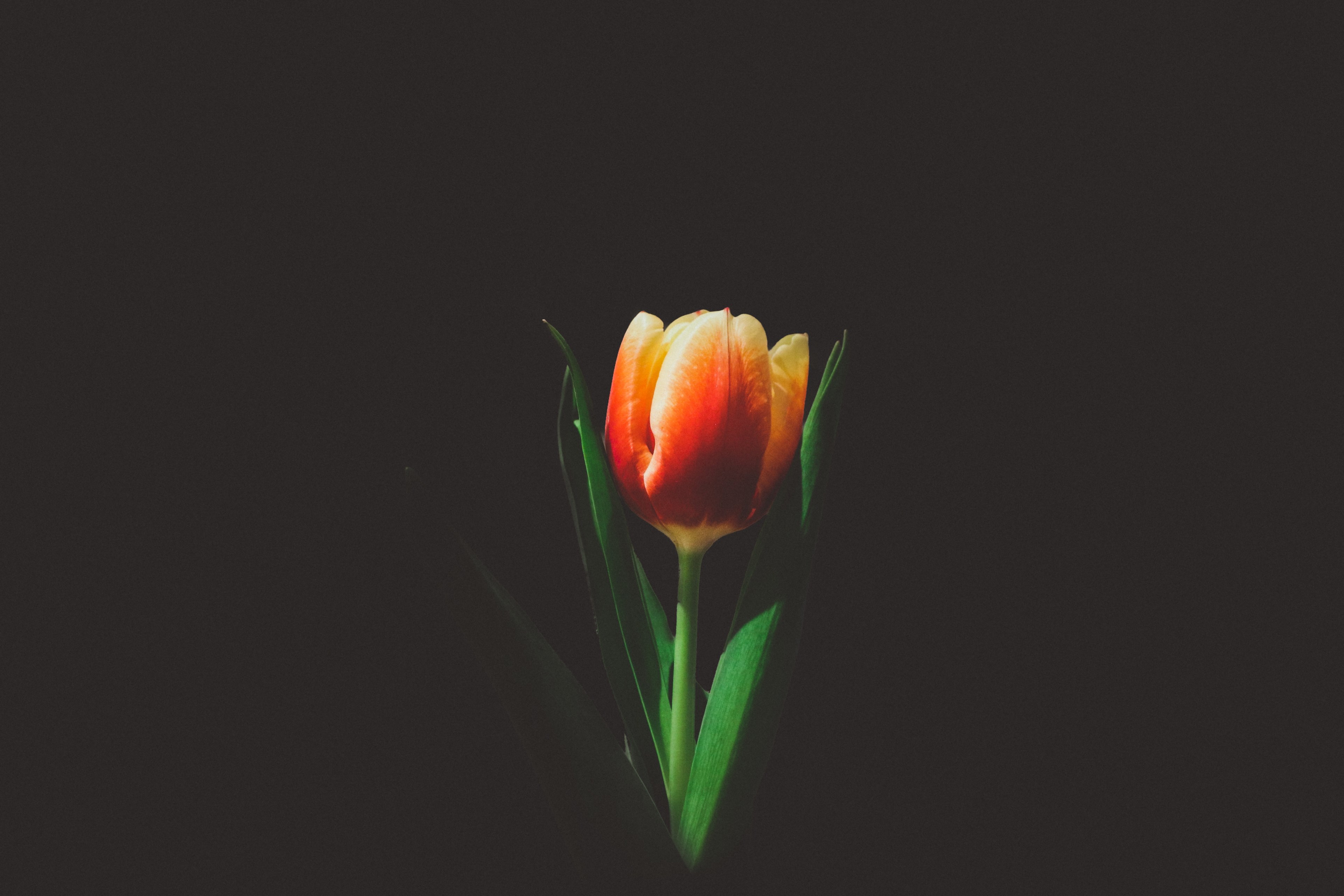 an orange tulip between green leaves against a black background, orange tulip on black 4k, HD Wallpaper