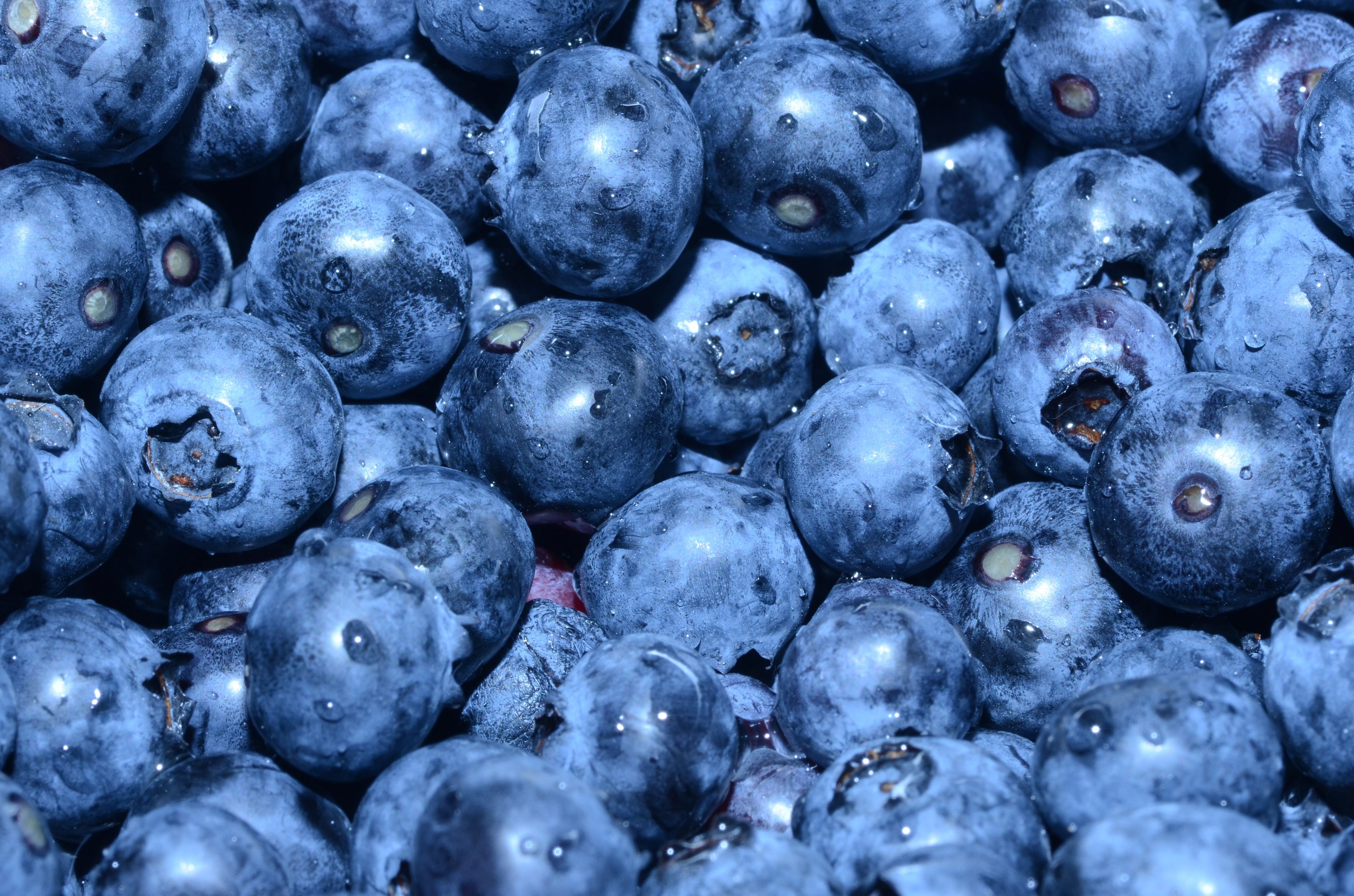 pile of fresh blueberries gathered for a healthy snack, fresh fruit harvest 4k, HD Wallpaper