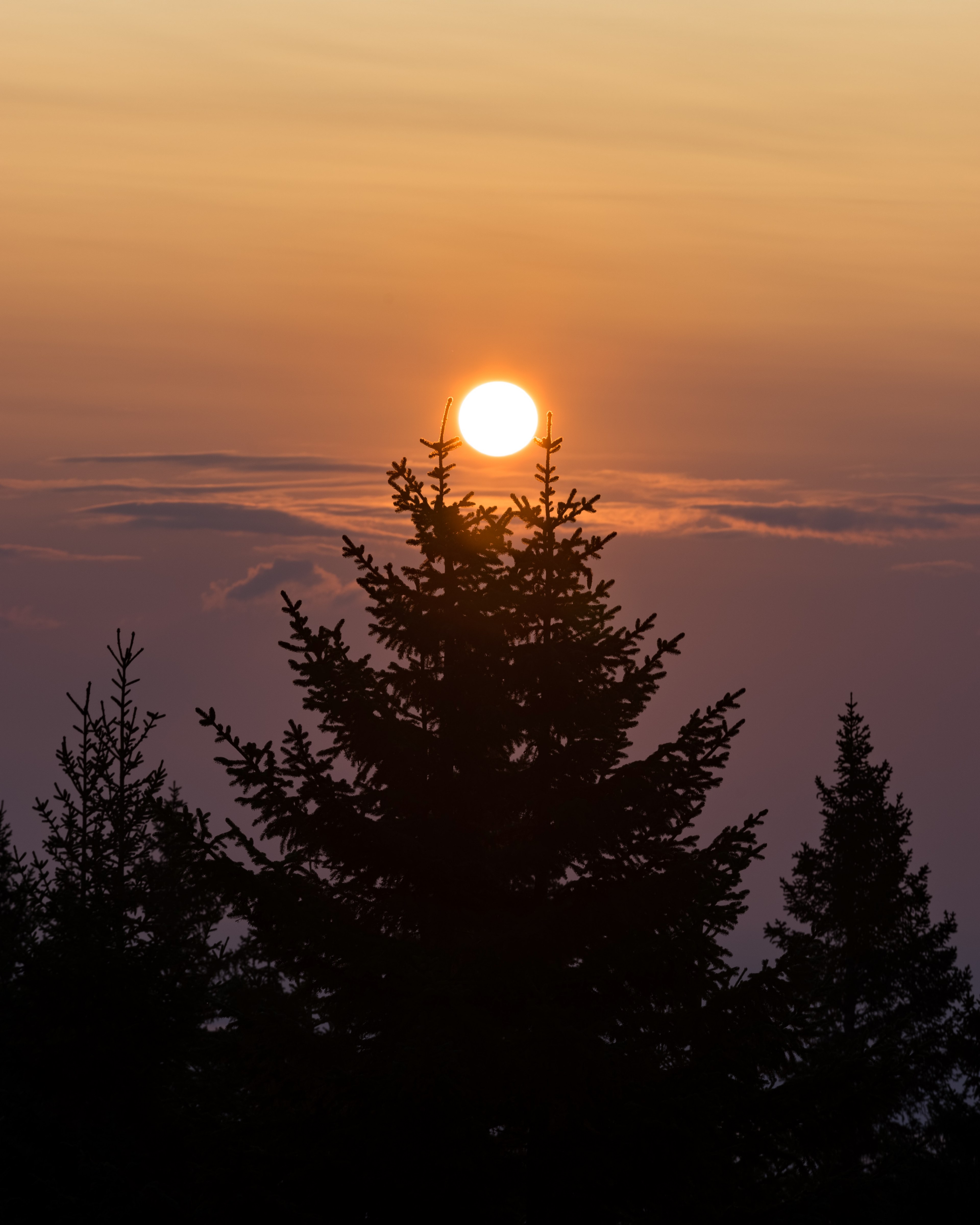 sun sunrise tree and cloud hd, 4k, Phone HD Wallpaper