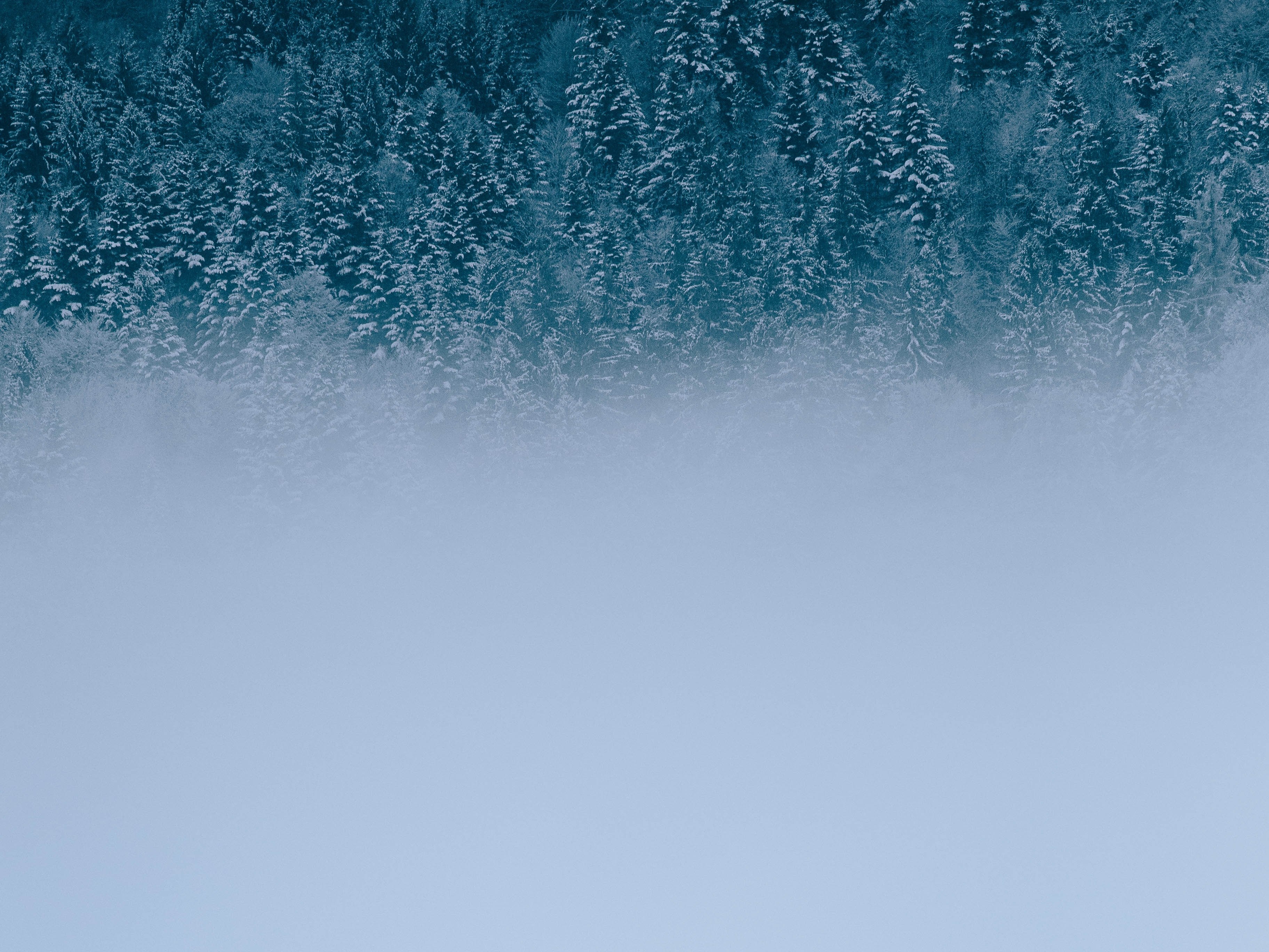 heavy fog partly obscuring a snowy forest, trees amp fog 4k, HD Wallpaper