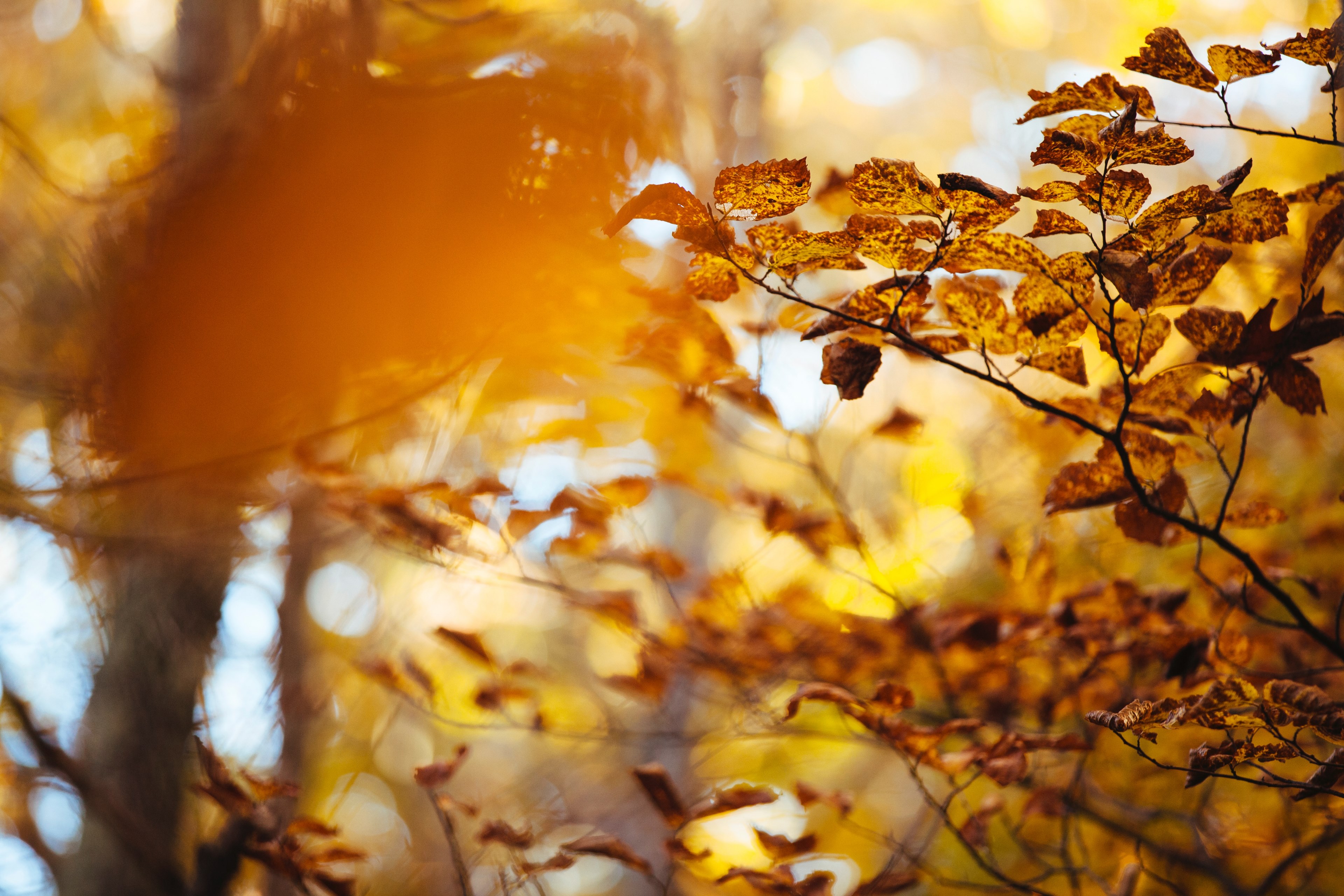 sun shines over autumn leaves on trees in the forest, trees in fall 4k, HD Wallpaper