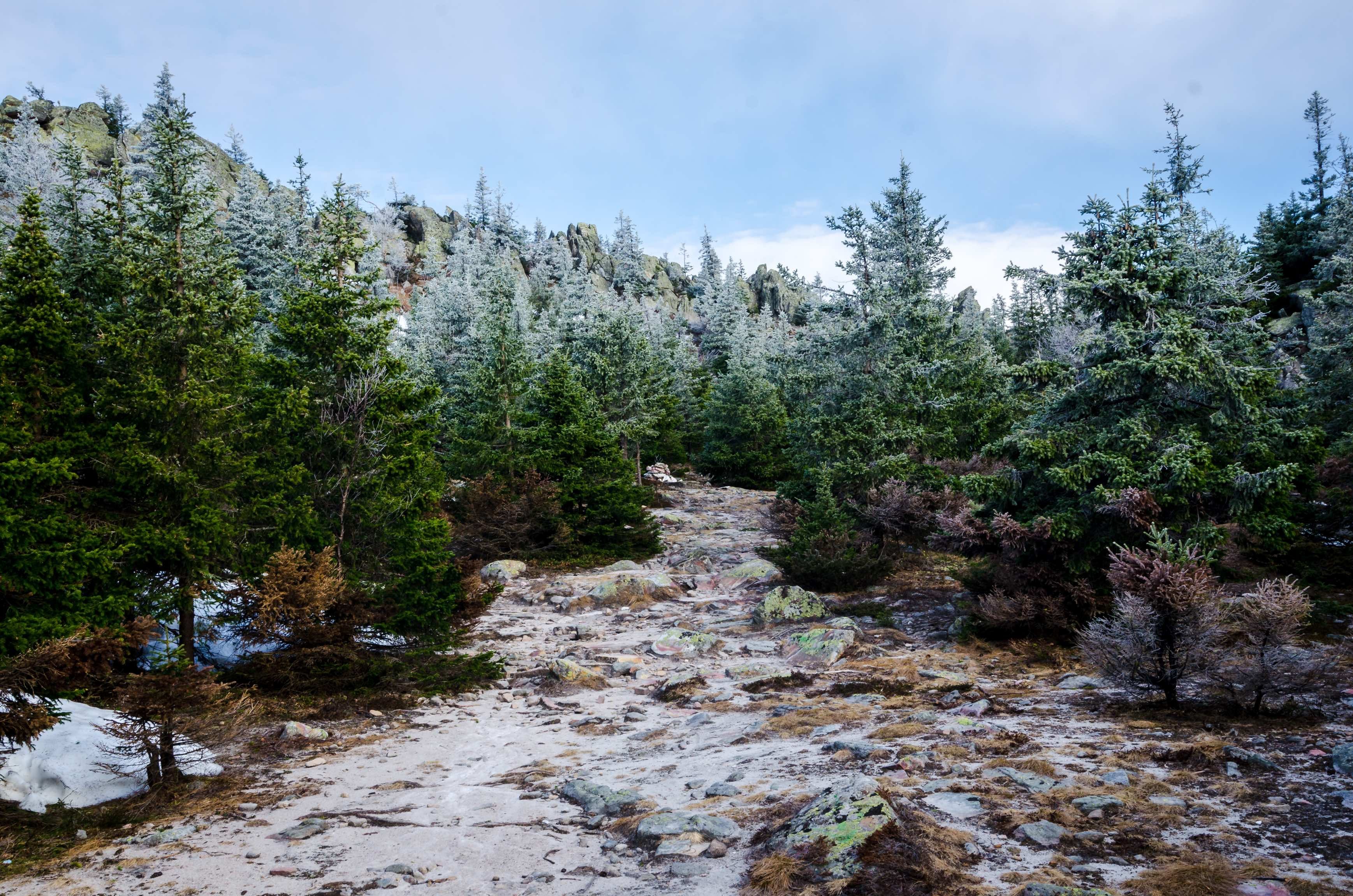 a light layer of snow covers a path leading up into a forest of evergreen trees, forest path with snow 4k, HD Wallpaper