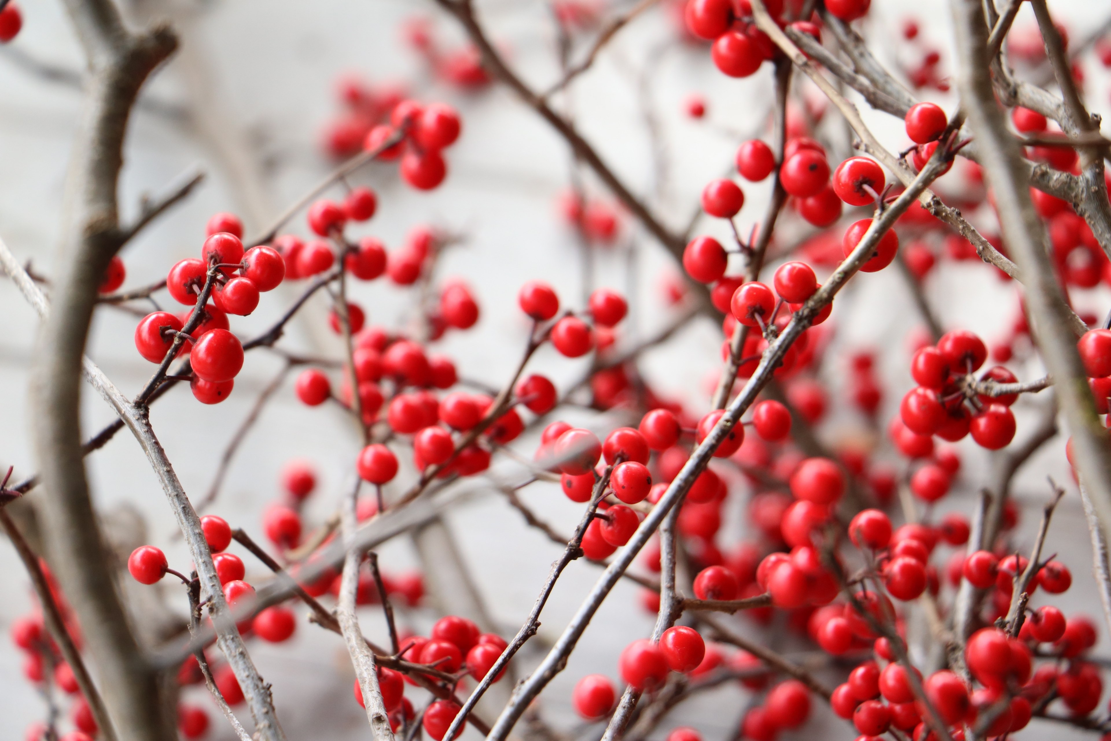 berry branch red and twig 4k, HD Wallpaper