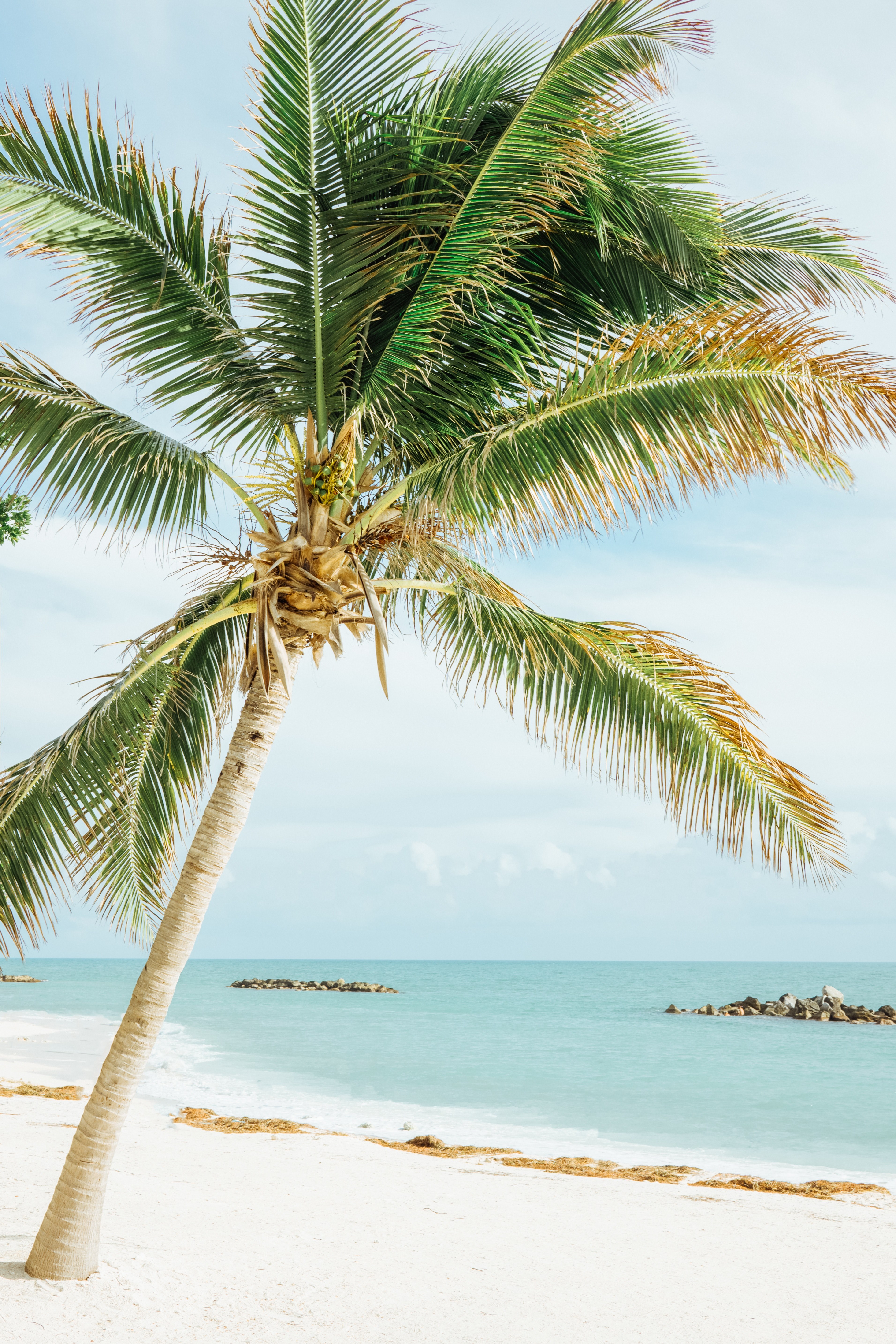 tree palm tree sea and ocean hd, 4k, Phone HD Wallpaper