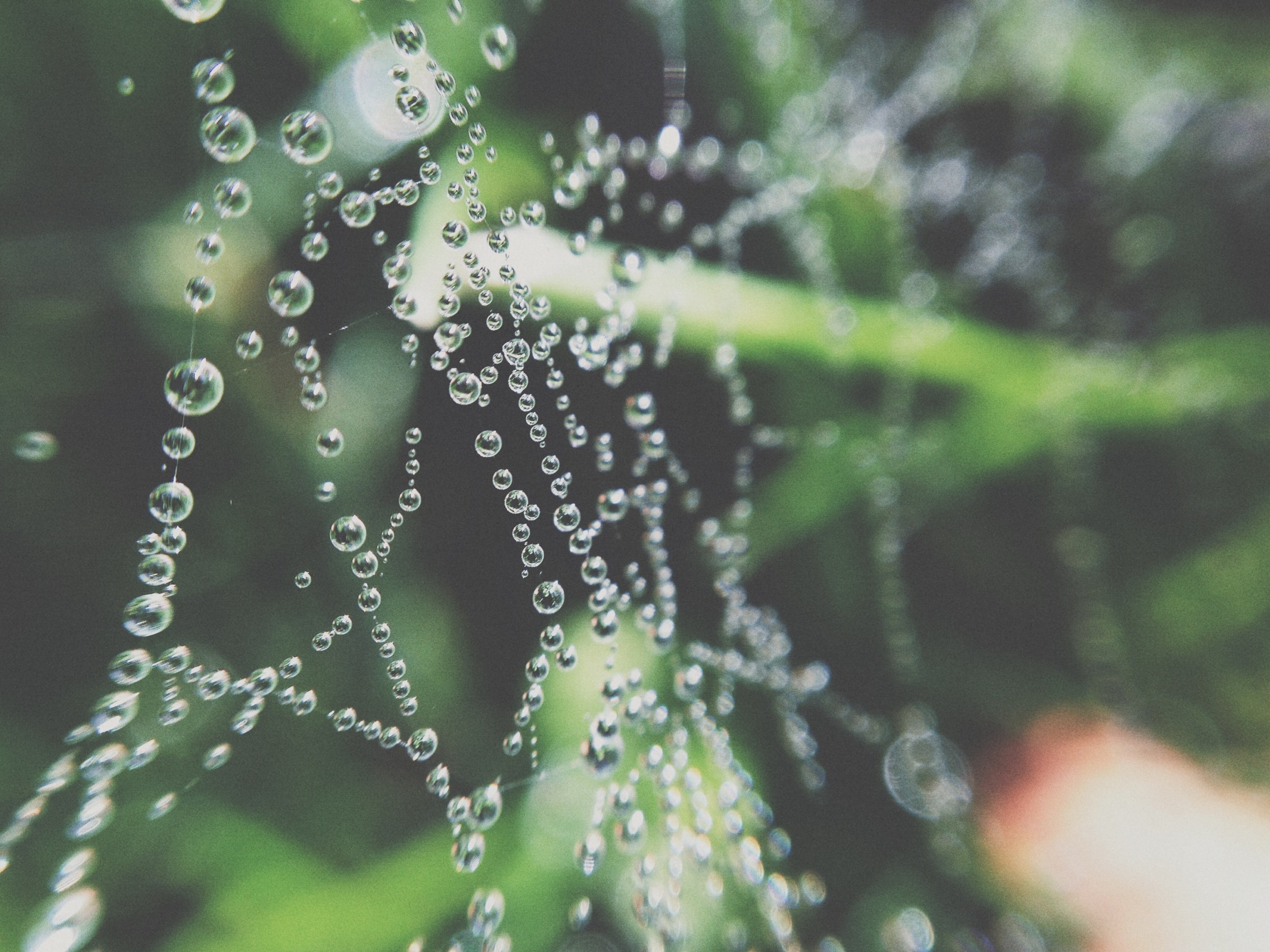 a macro shot of perfectly round droplets of water on a cobweb, round droplets on a cobweb in macro 4k, HD Wallpaper