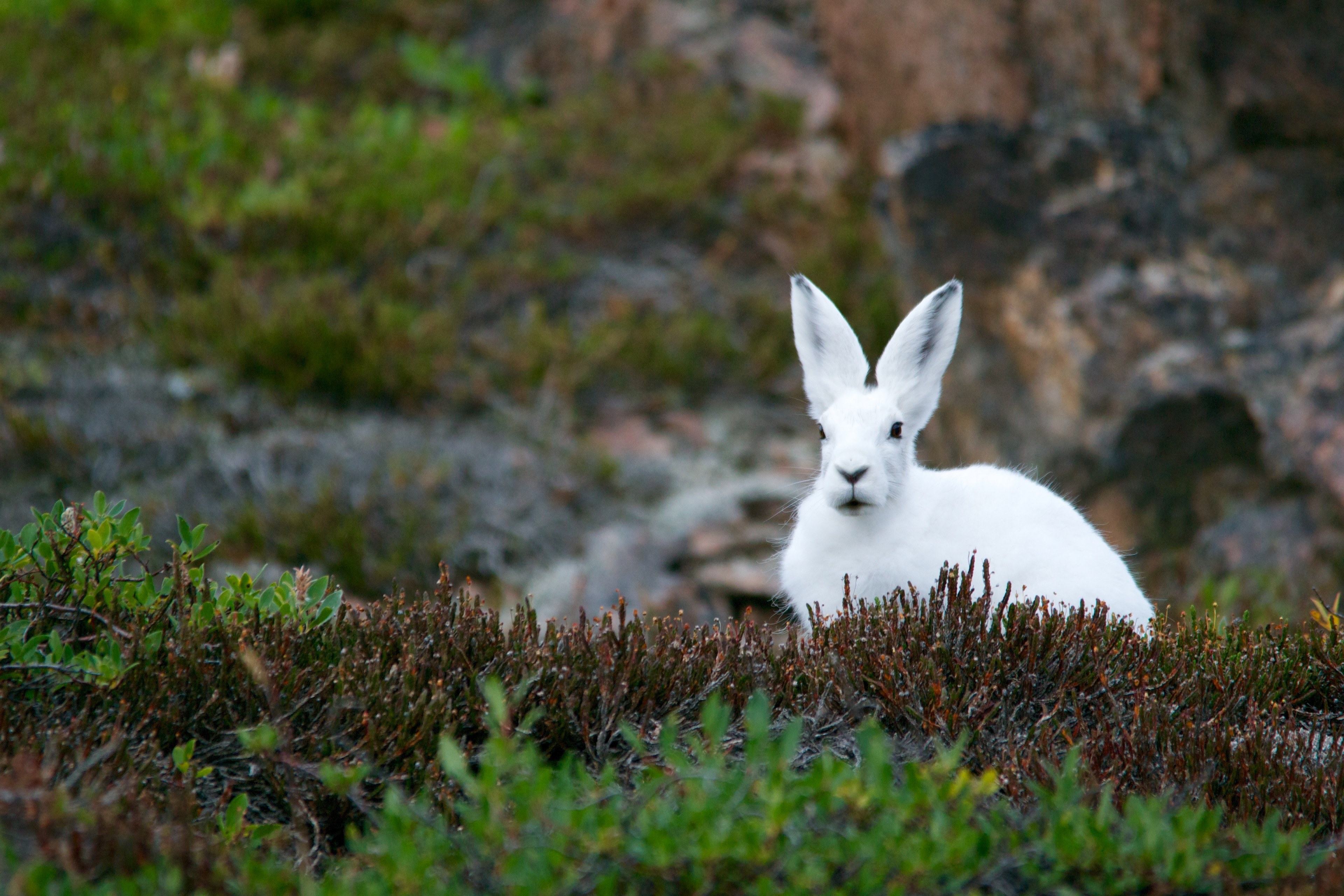 a white rabbit sitting on thick grass in a rocky environment, white rabbit on grass 4k, HD Wallpaper
