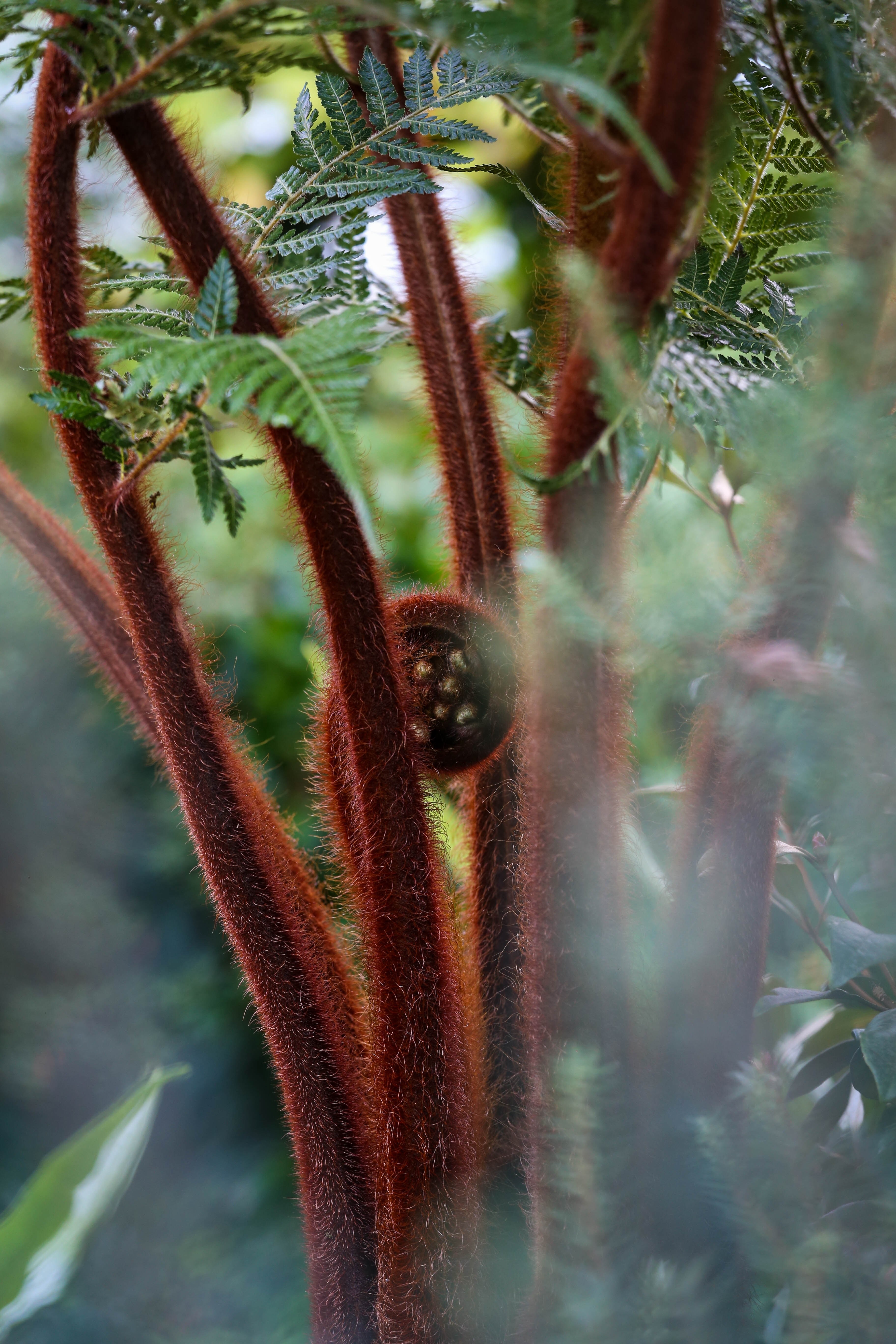 tree plant fern and green hd, 4k, Phone HD Wallpaper