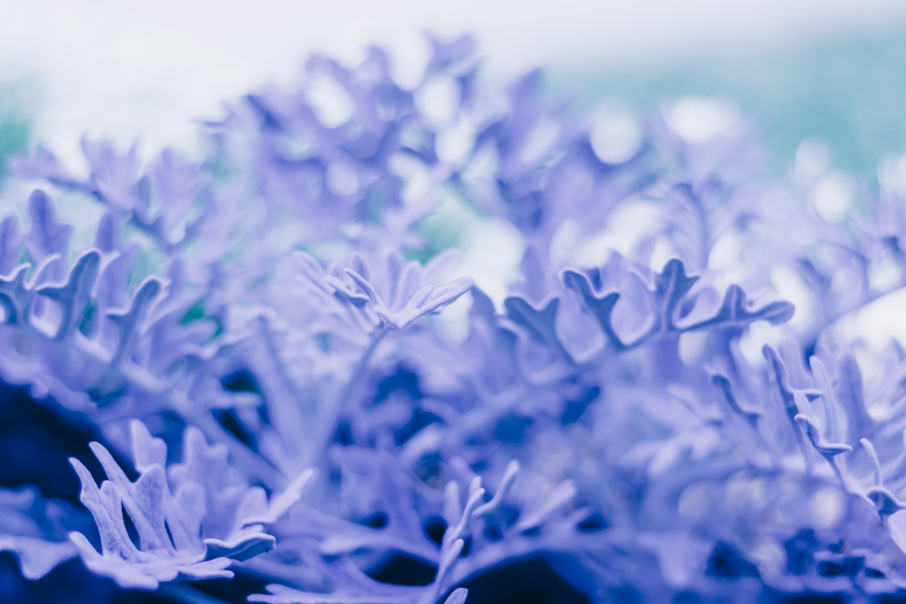 a macro shot of long serrated blue leaves, blue leaves in macro 4k, HD Wallpaper