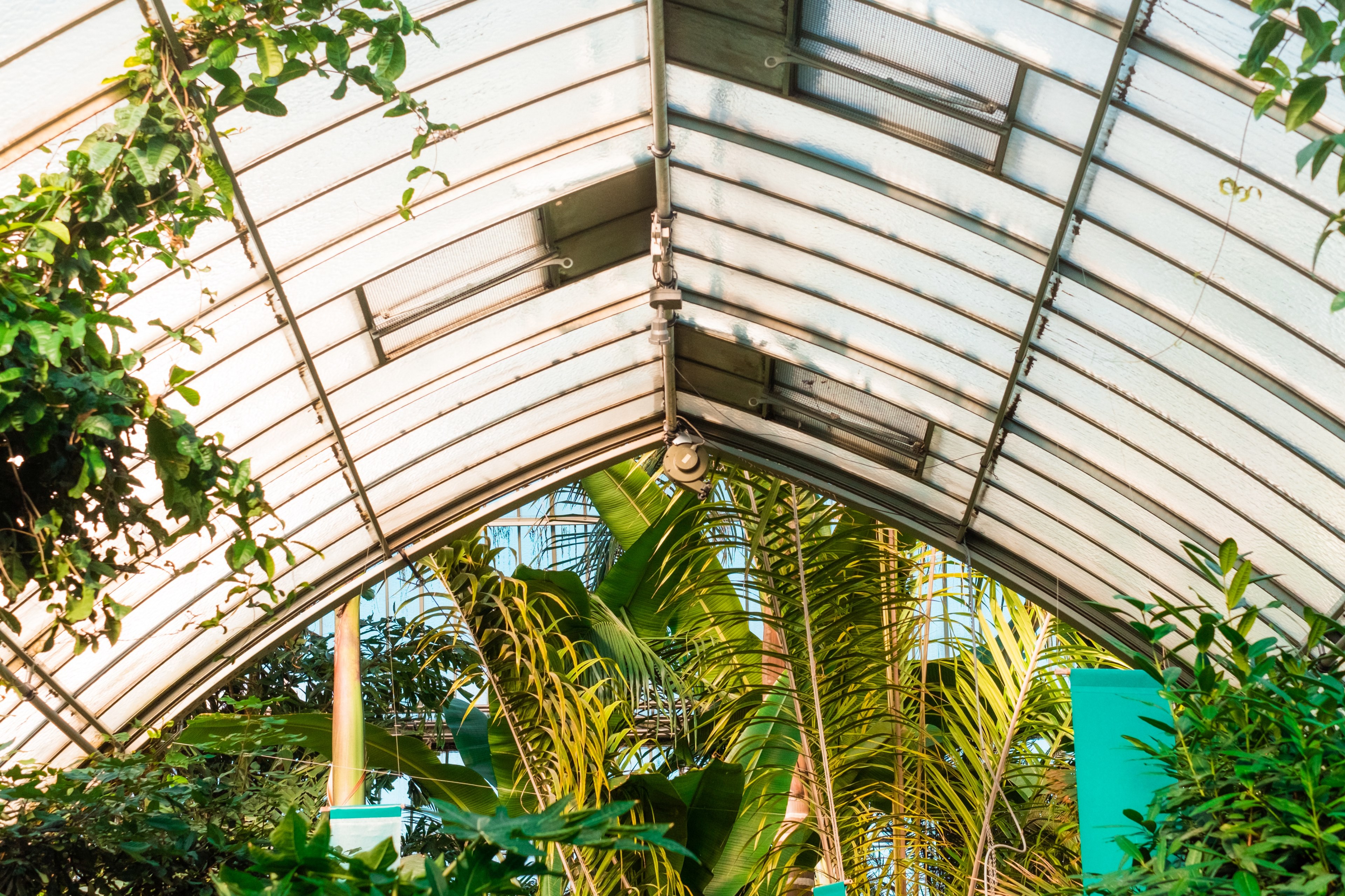 greenhouse glasshouse plant and palm tree 4k, HD Wallpaper